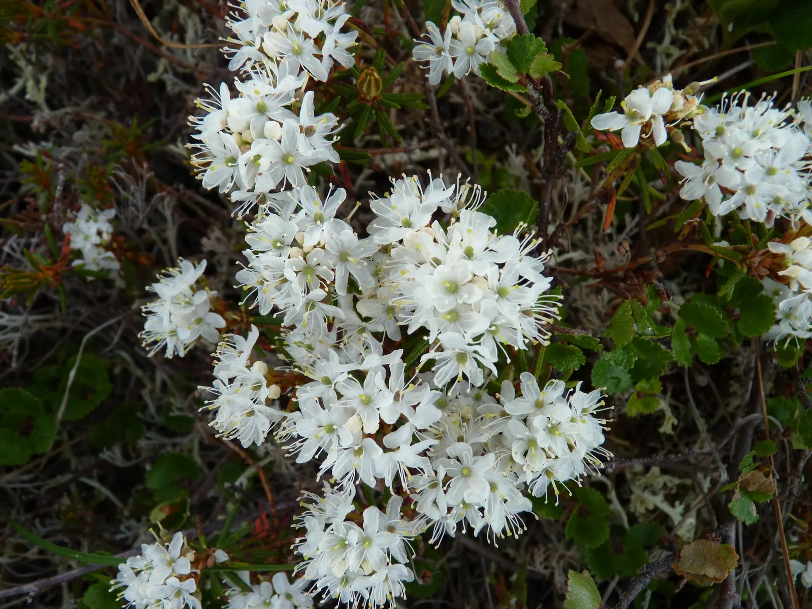Labrador Tea (Rhododendron Groenlandicum) — It is well-suited for zone 2 to zone 6 landscapes.<br><br>Labrador Tea is notable for its rustic appeal