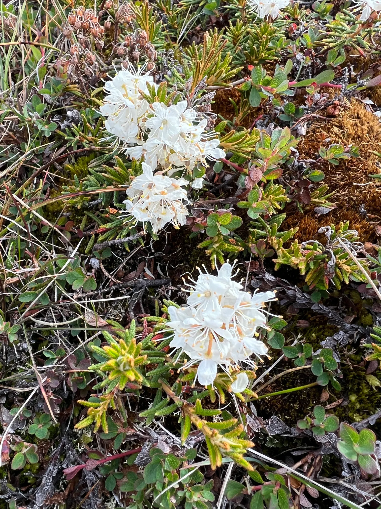 Labrador Tea (Rhododendron Groenlandicum) — Its historical use by indigenous cultures for medicinal tea adds a story for the client's garden space, image 88