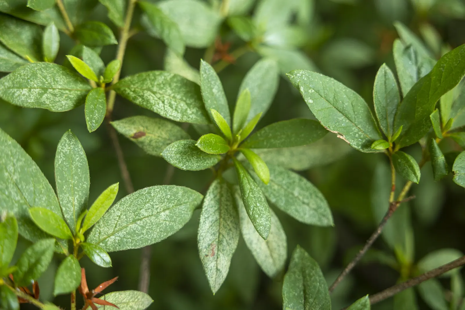 Labrador Tea (Rhododendron Groenlandicum) — commonly known as Labrador Tea:<br><br>Labrador Tea (Rhododendron groenlandicum) is a hardy; i can, image 77