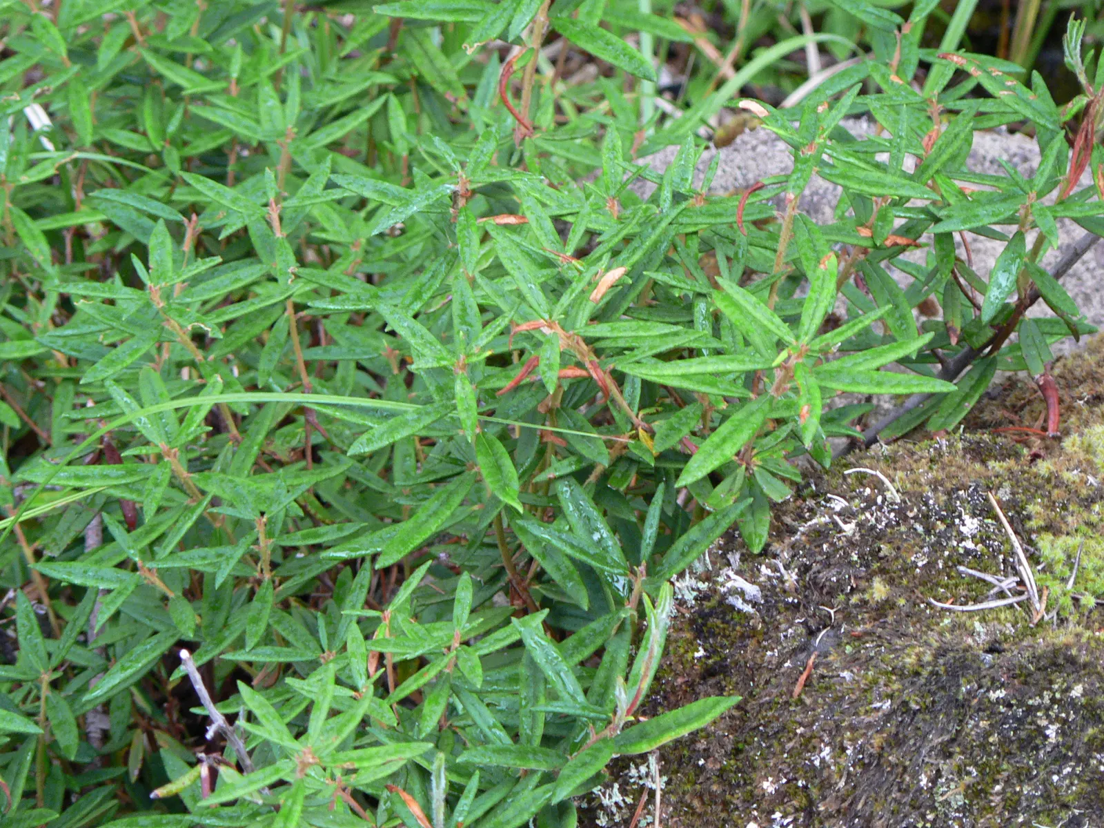 Labrador Tea (Rhododendron Groenlandicum) — During late spring and early summer, it blossoms with clusters of small, white to pale pink flowers, image 105
