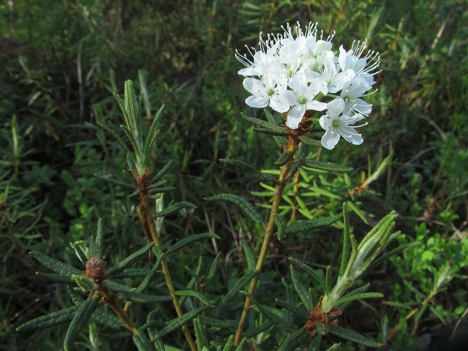 Labrador Tea (Rhododendron Groenlandicum) — and besides its aesthetic contributions