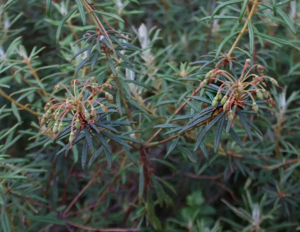Labrador Tea (Rhododendron Groenlandicum) — Labrador Tea (Rhododendron groenlandicum) is a North American native evergreen shrub