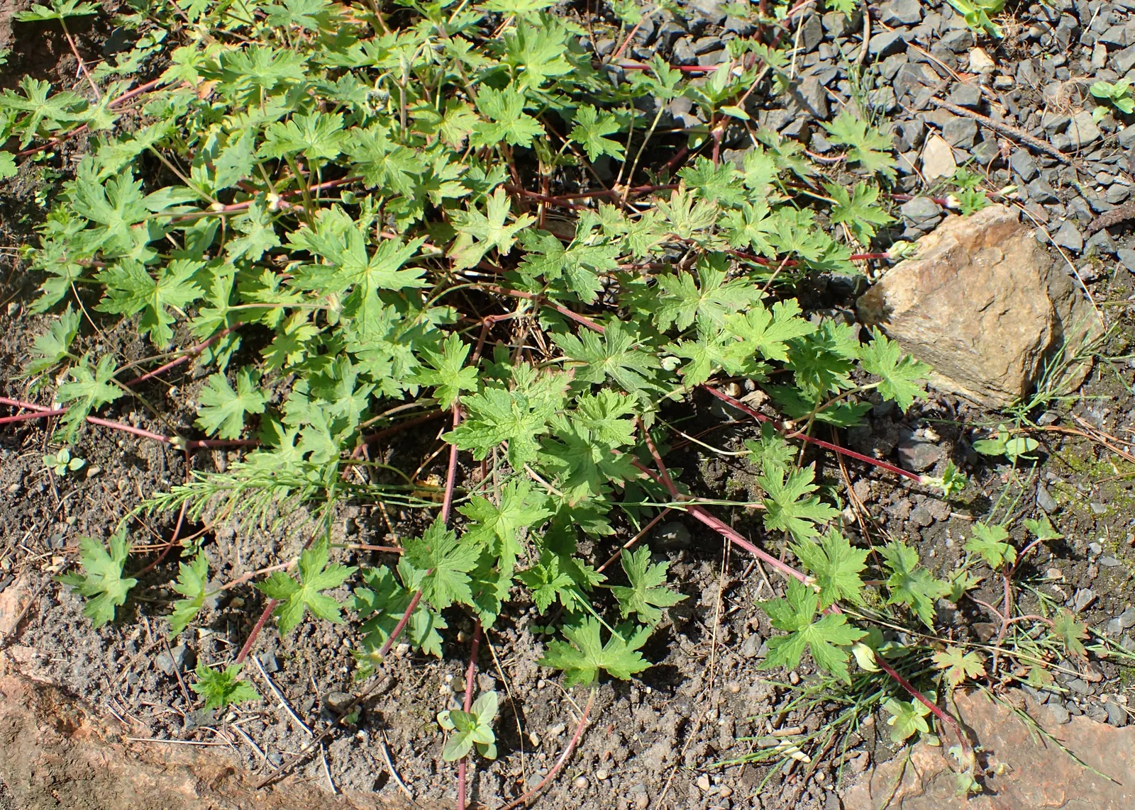 Ann Folkard Cranesbill (Geranium 'Ann Folkard') — The Geranium 'Ann Folkard,' commonly referred to as Ann Folkard Cranesbill