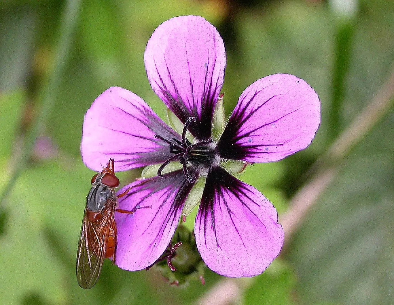 Ann Folkard Cranesbill (Geranium 'Ann Folkard') — This cultivar is distinguished by its lively magenta flowers