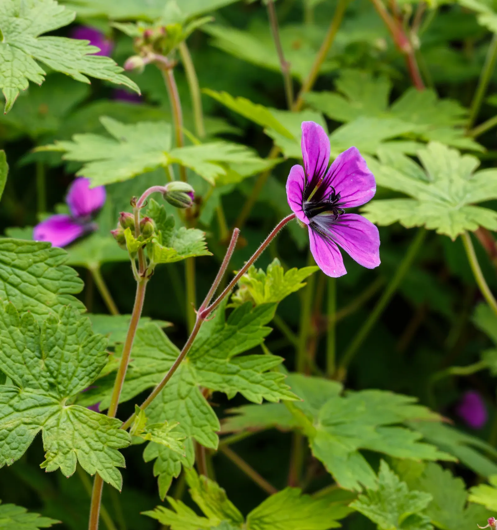 Ann Folkard Cranesbill (Geranium 'Ann Folkard') — it flourishes in full sun to part shade