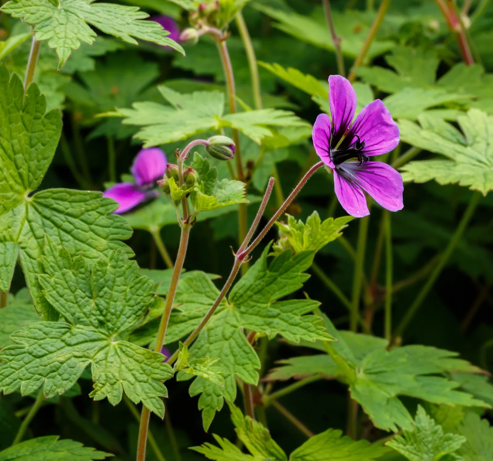 Ann Folkard Cranesbill (Geranium 'Ann Folkard') — herbaceous perennial boasting sprawling