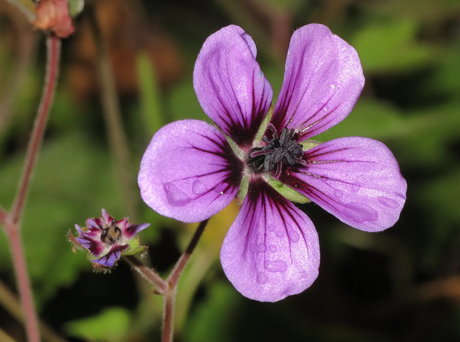 Ann Folkard Cranesbill (Geranium 'Ann Folkard') — This hardy cranesbill blooms from late spring into fall, attracting pollinators while being deer resistant