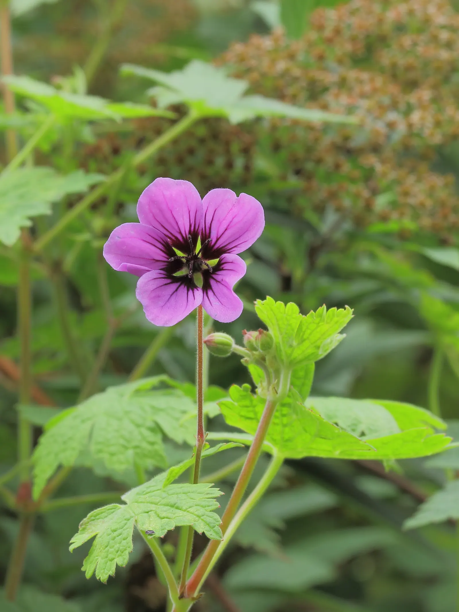 Ann Folkard Cranesbill (Geranium 'Ann Folkard') — reaching a mature size of about 18 inches in height with a spread of up to 36 inches