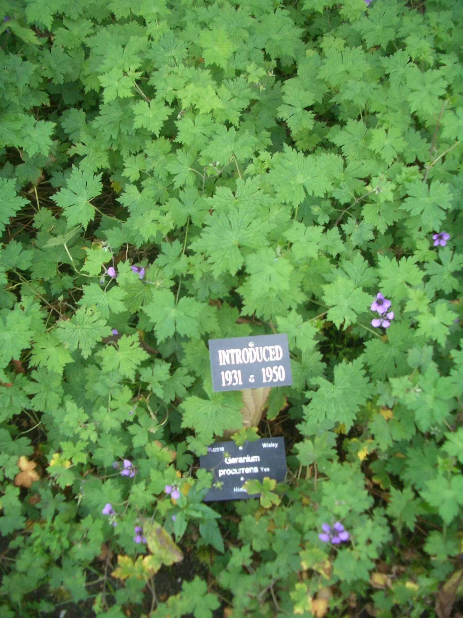 Ann Folkard Cranesbill (Geranium 'Ann Folkard') — is a striking and versatile perennial that can add a touch of vibrant color and texture to any landscape