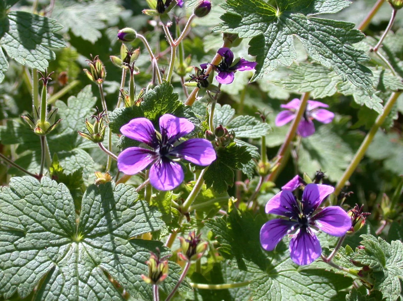 Ann Folkard Cranesbill (Geranium 'Ann Folkard') — chartreuse foliage and a proliferation of magenta flowers with black centers