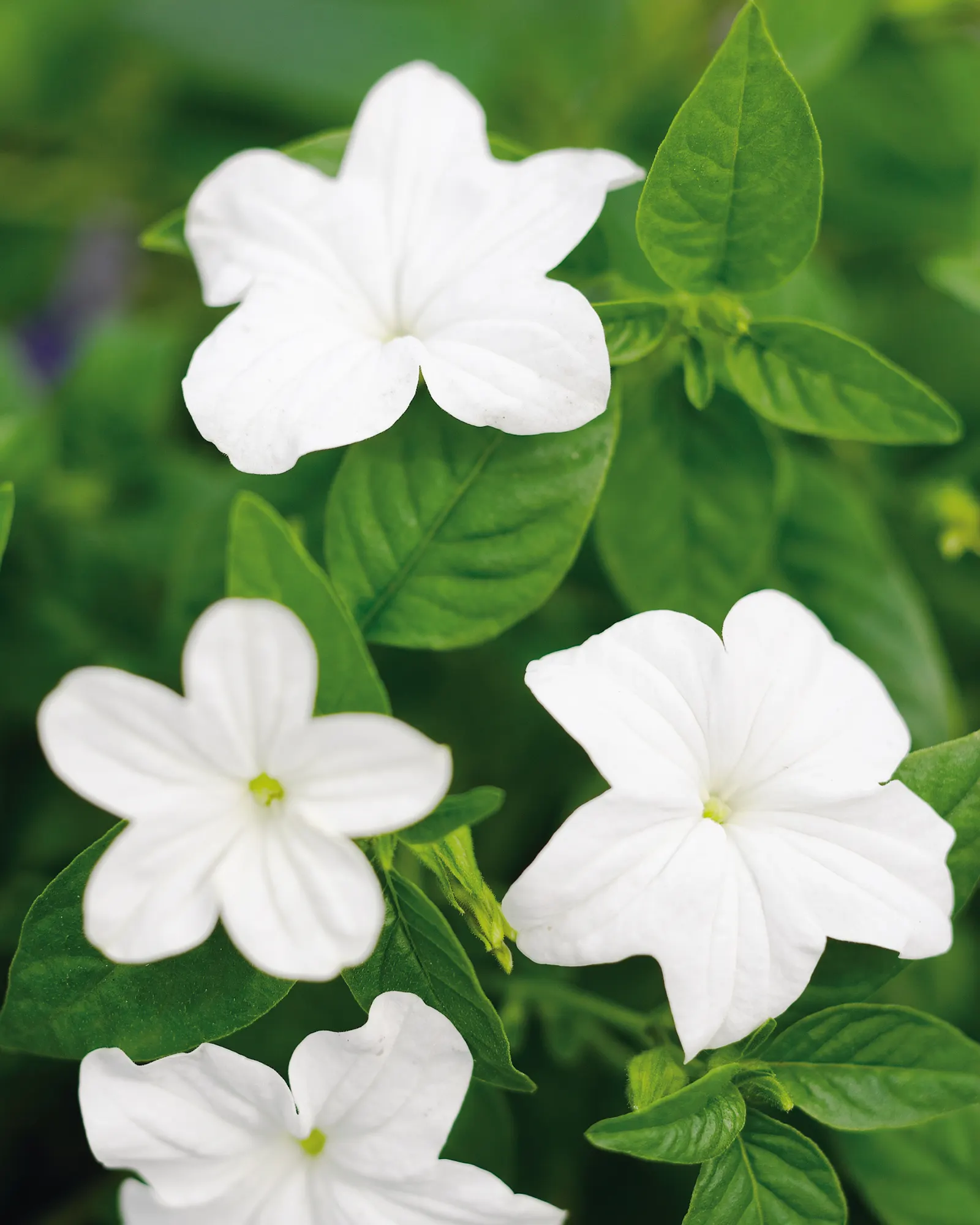 Flirtation Bush Violet (Browallia) — Proven Winners - Endless™ Flirtation - Bush Violet - Browallia white plant details, information and resources