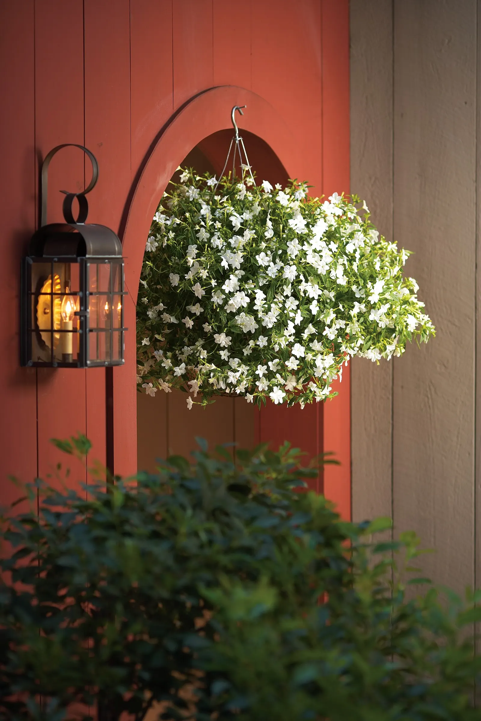 Flirtation Bush Violet (Browallia) — Deadheading not necessary