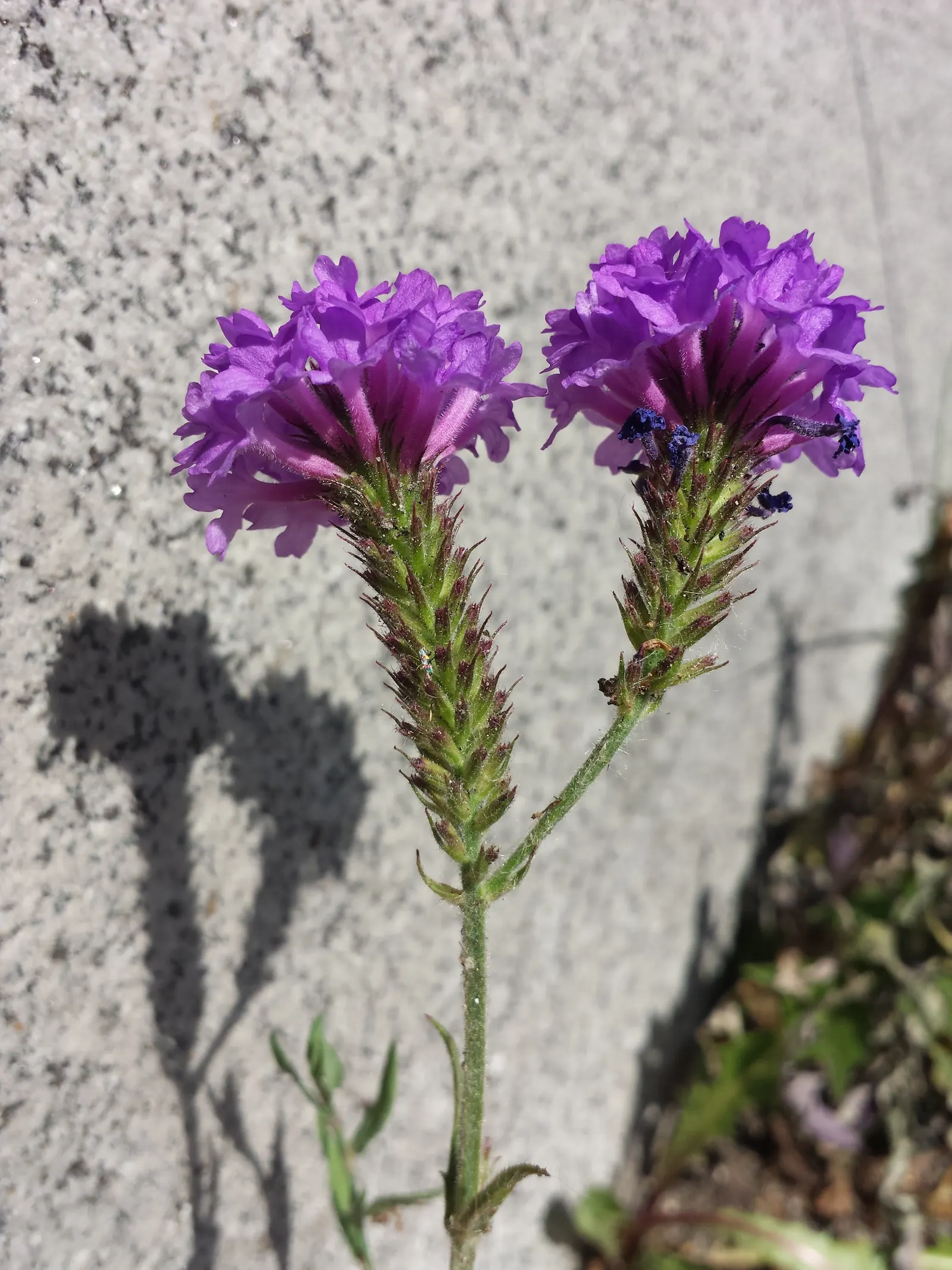 Sandpaper Verbena (Verbena Rigida) — each measuring about a quarter-inch across