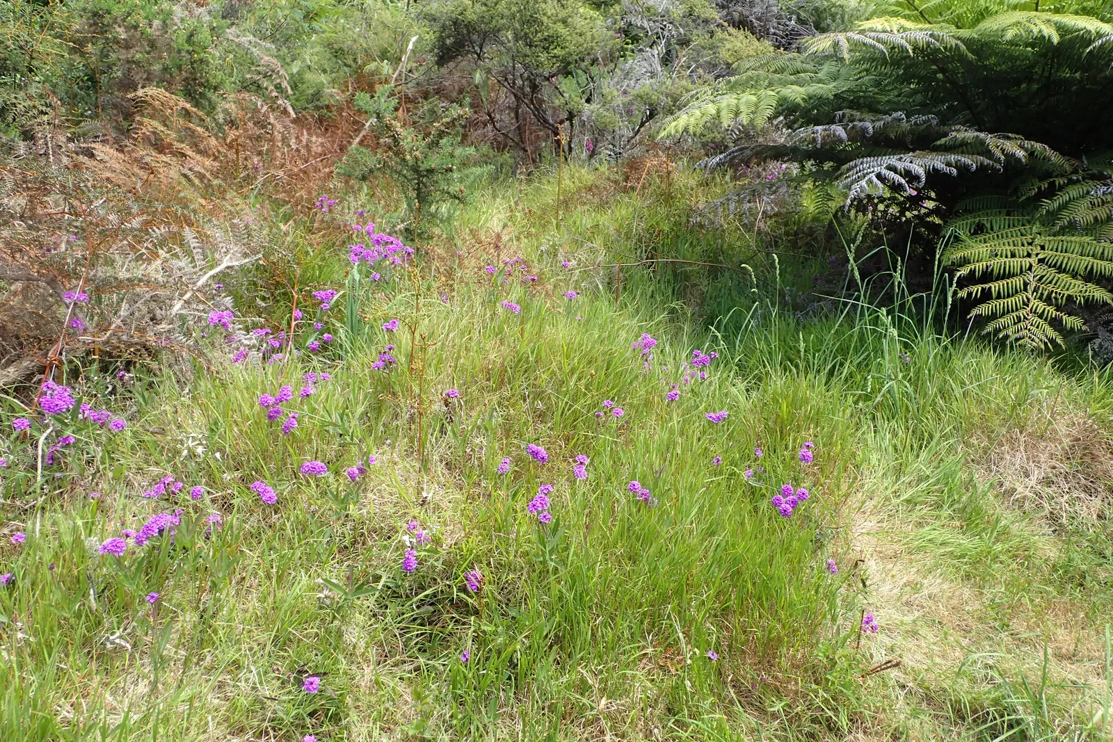 Sandpaper Verbena (Verbena Rigida) — With a growth zone range from USDA hardiness zones 7 to 11; adorned with vibrant purple blooms from summer to frost