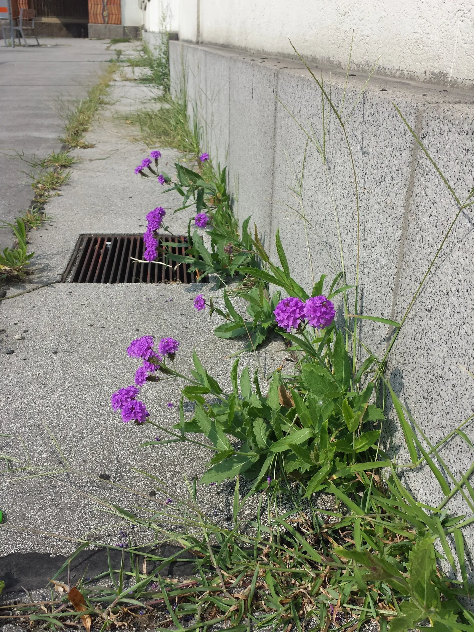 Sandpaper Verbena (Verbena Rigida) — Sandpaper Verbena (Verbena rigida) is a resilient perennial, thriving in zones 7-11; adorned with vibrant purple blooms