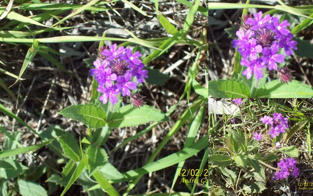 Sandpaper Verbena (Verbena Rigida) — regular deadheading of spent flowers can encourage further blooming