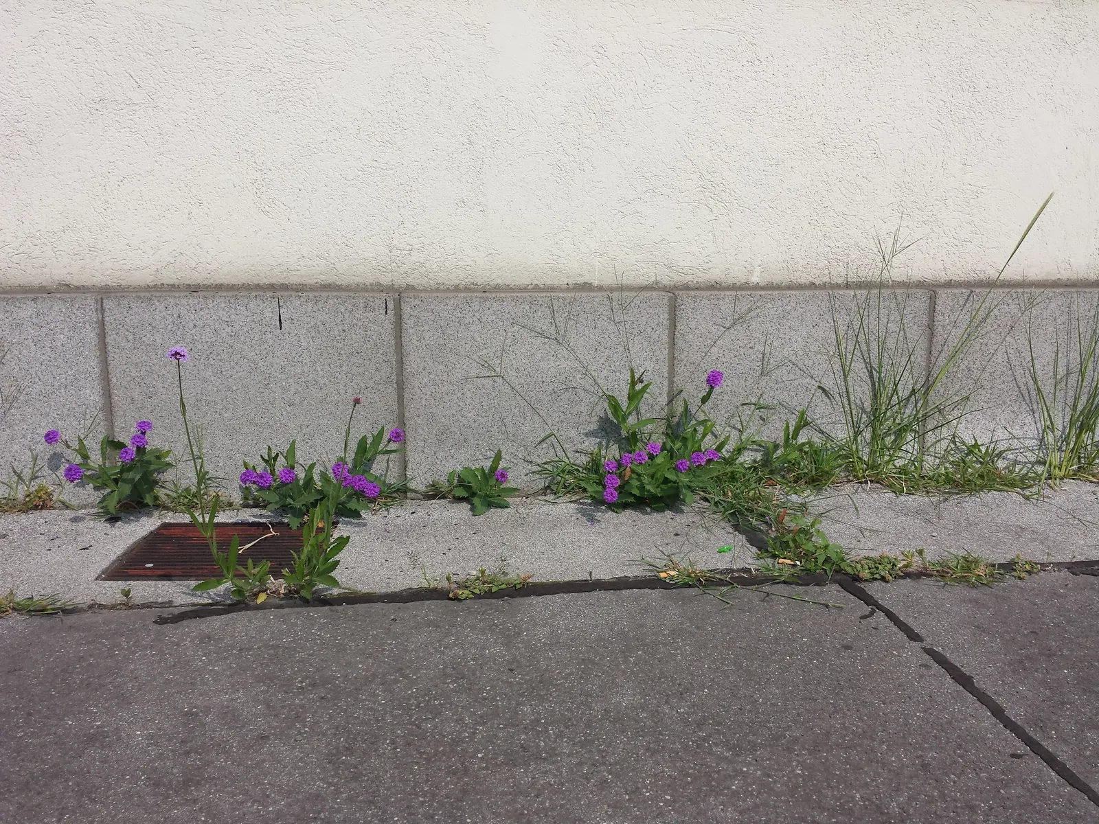 Sandpaper Verbena (Verbena Rigida) — up to 18 inches tall and 24 inches wide