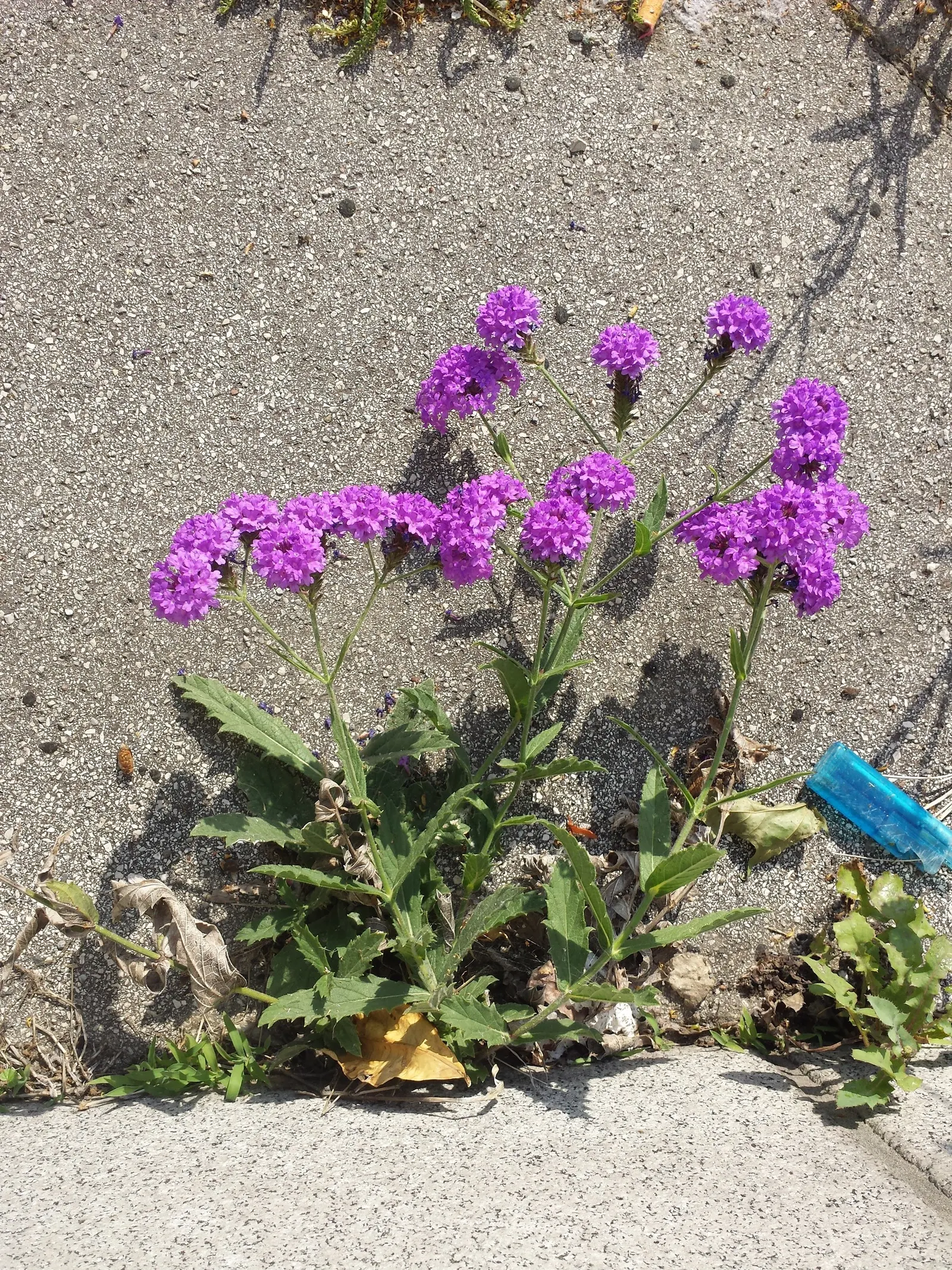 Sandpaper Verbena (Verbena Rigida) — up to 18 inches tall and 24 inches wide; while occasional trimming keeps the plant dense and compact
