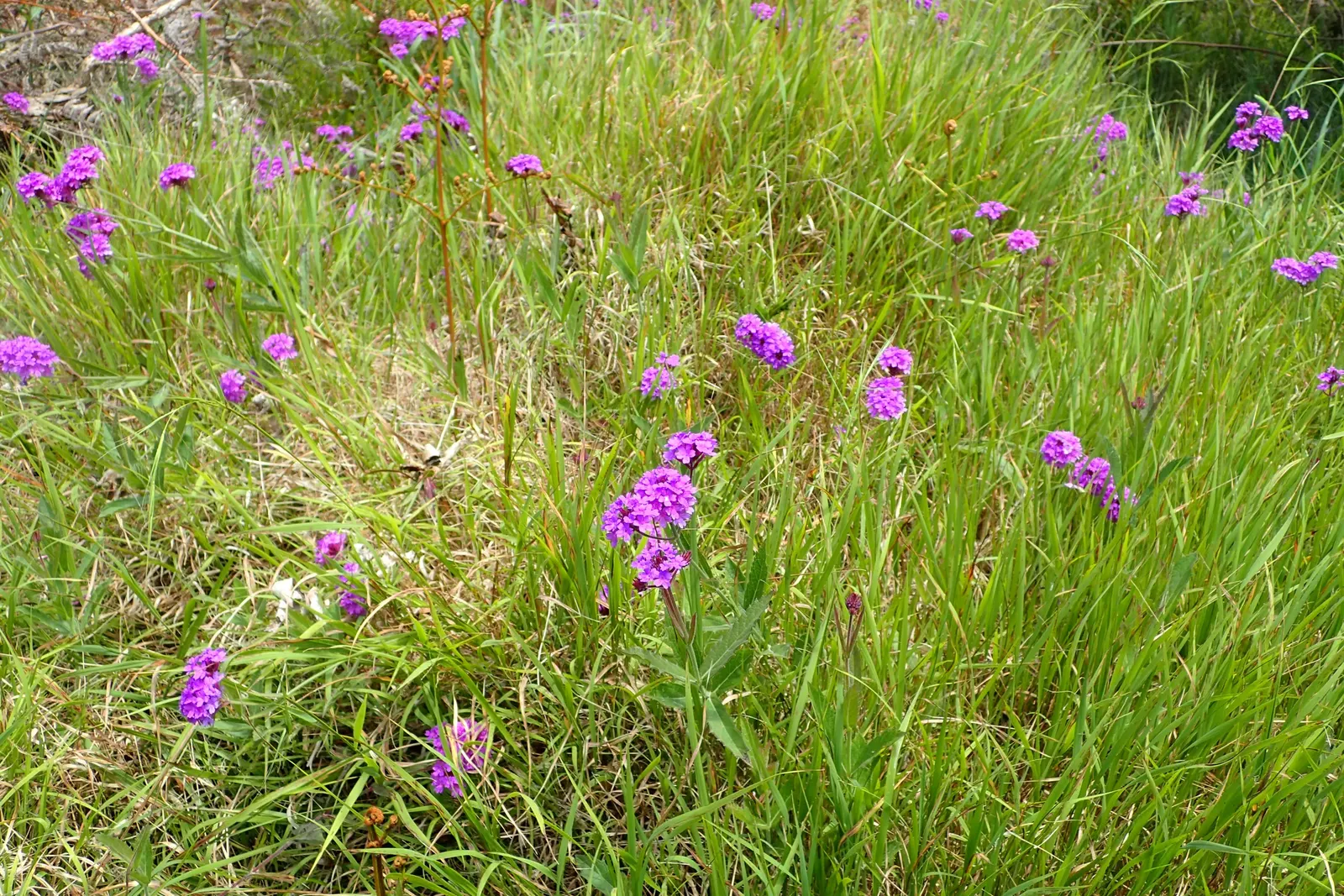 Sandpaper Verbena (Verbena Rigida) — making it an excellent choice for border fronts