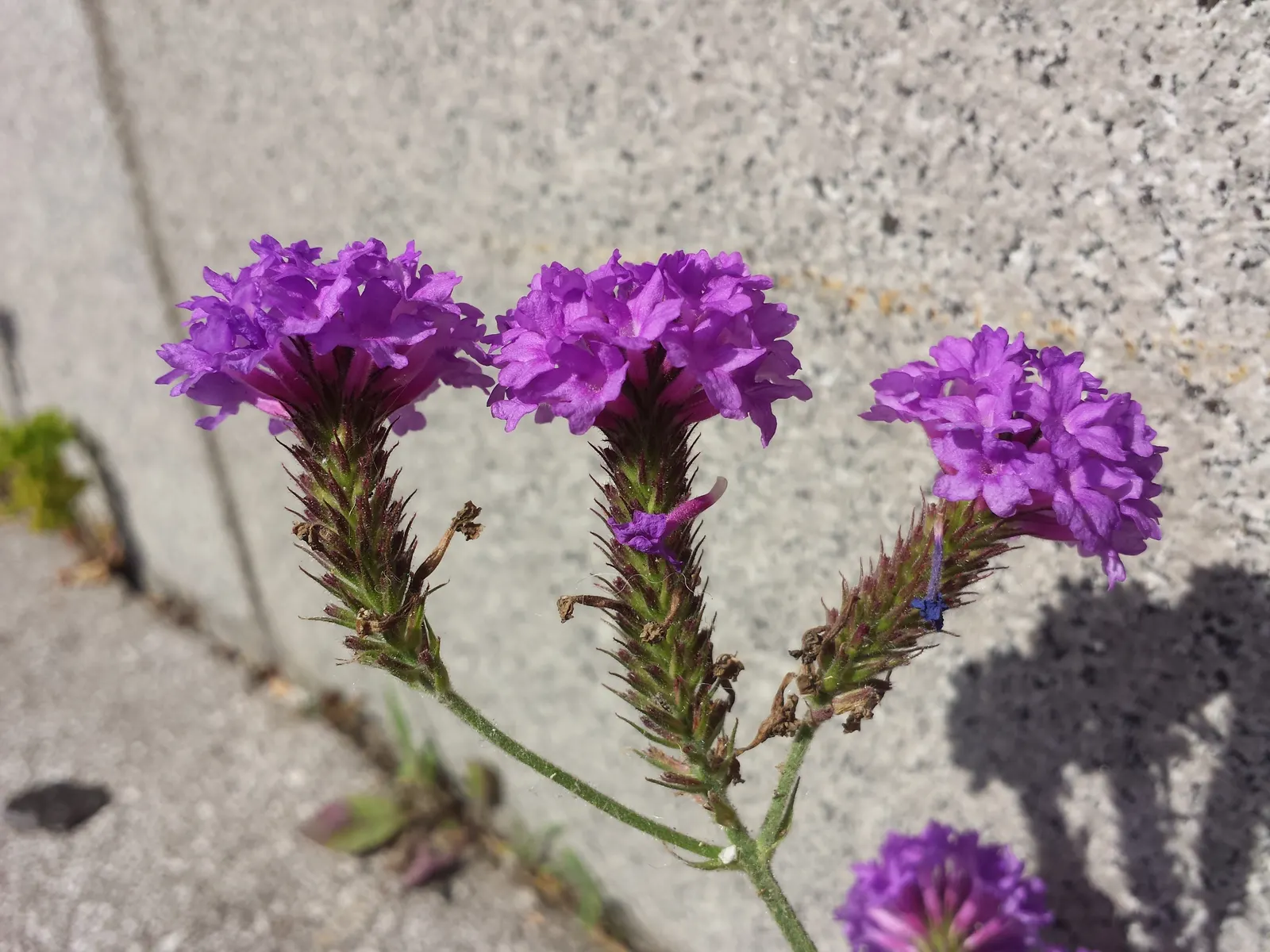 Sandpaper Verbena (Verbena Rigida) — This sun-loving plant is drought-tolerant, requiring minimal care; each measuring about a quarter-inch across