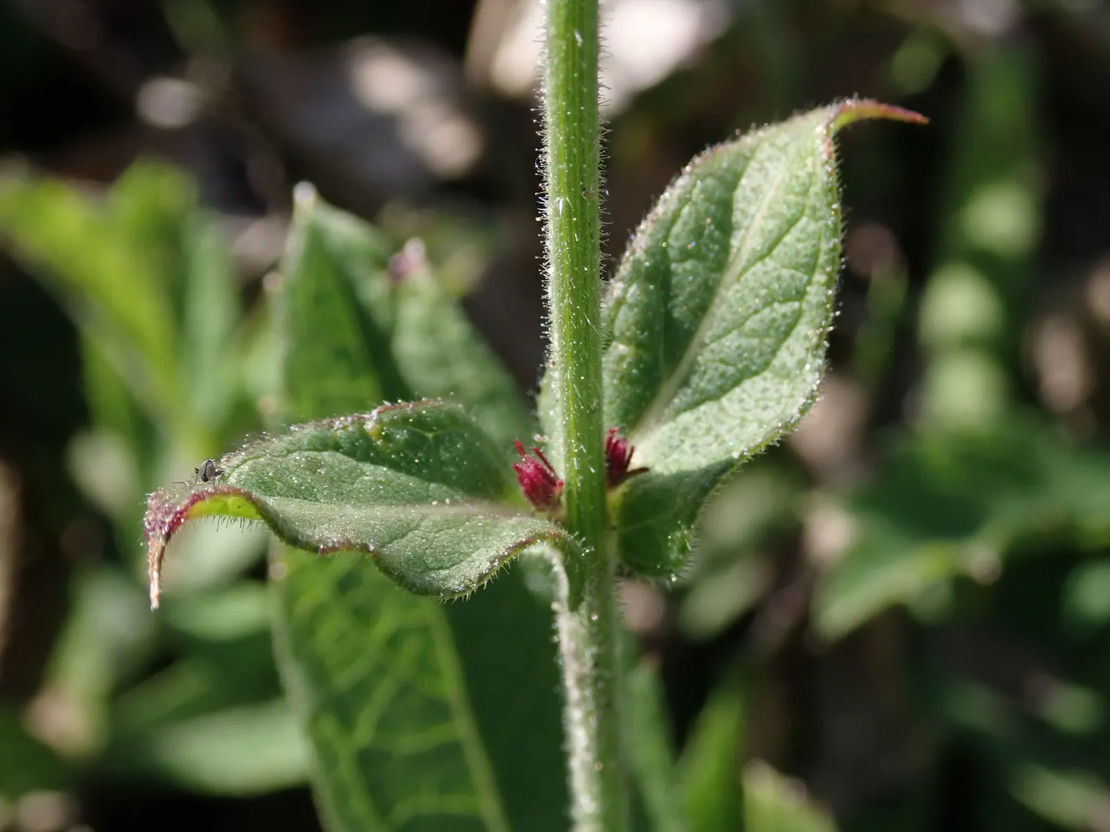 Sandpaper Verbena (Verbena Rigida) — It boasts a low-growing habit; each measuring about a quarter-inch across, image 44