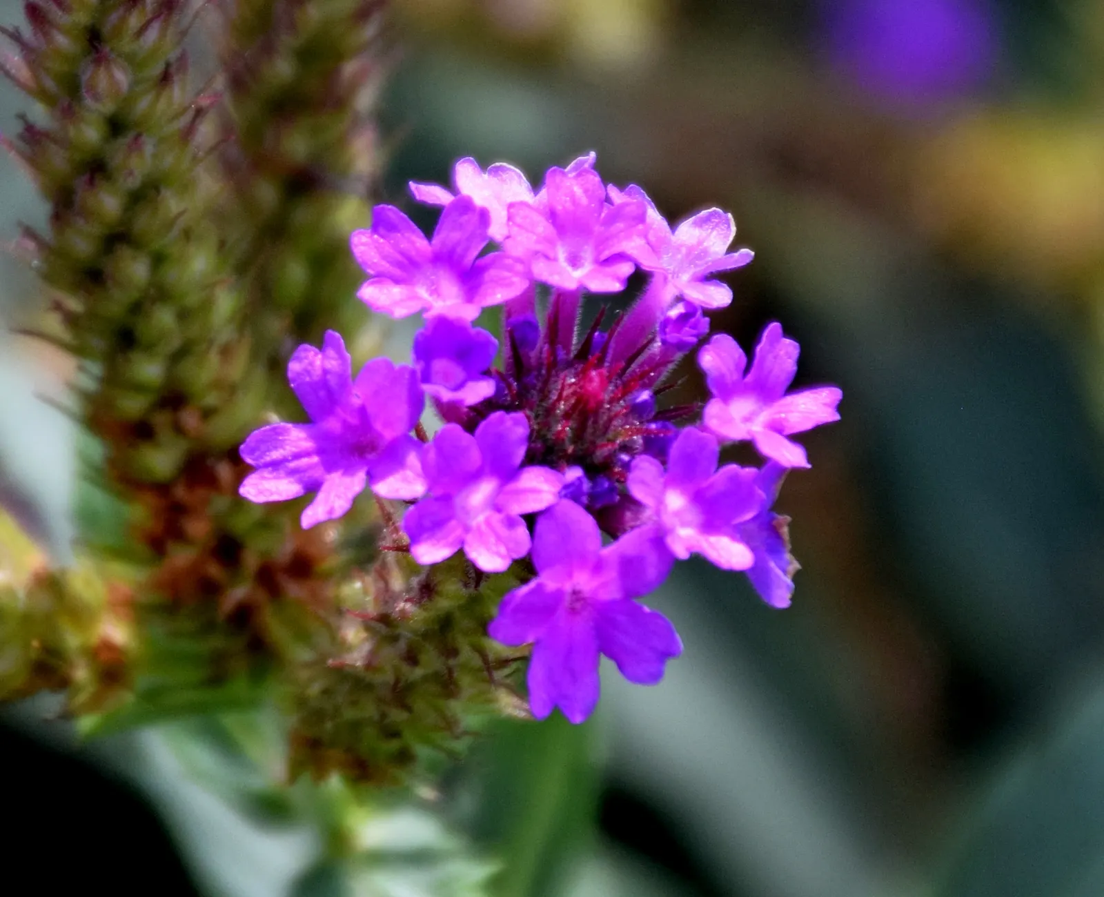 Sandpaper Verbena (Verbena Rigida) — provides a lush backdrop to its clusters of vivid purple flowers
