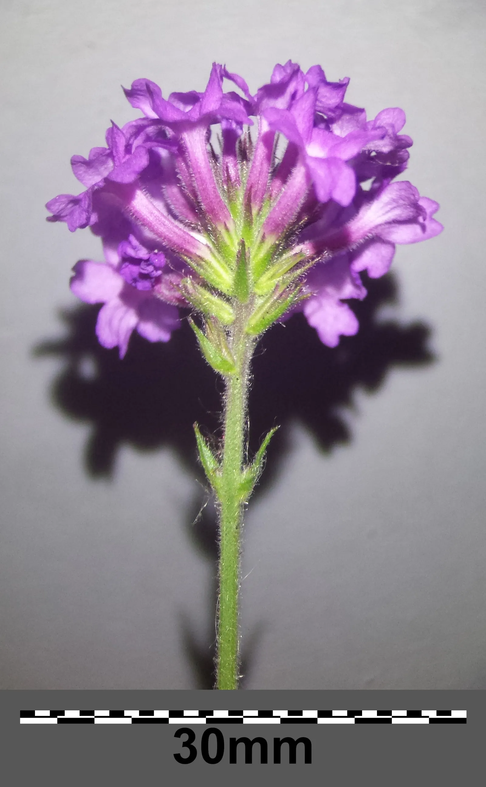 Sandpaper Verbena (Verbena Rigida) — Sandpaper Verbena (Verbena rigida) is a resilient perennial, thriving in zones 7-11; adorned with vibrant, image 43
