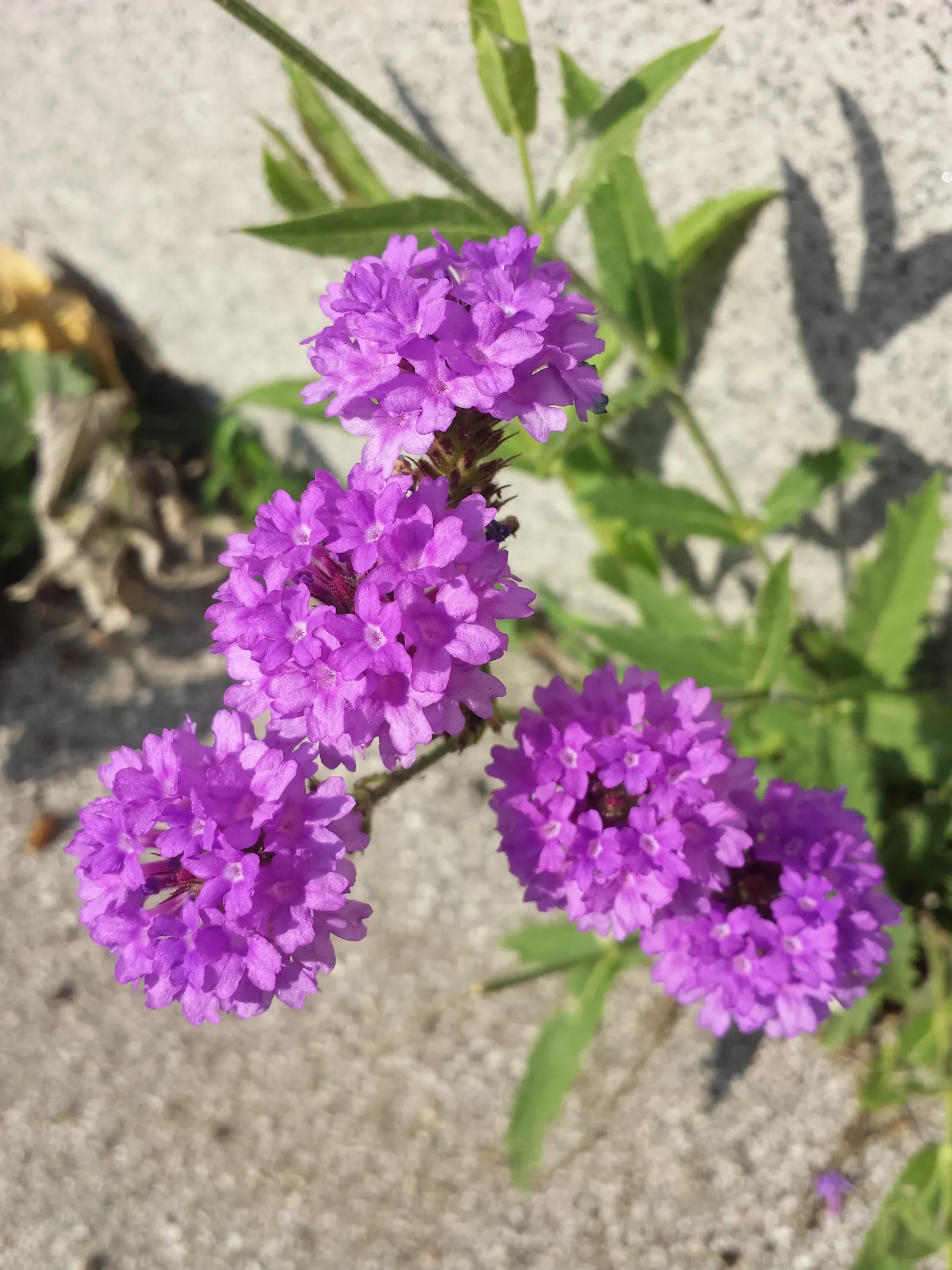 Sandpaper Verbena (Verbena Rigida) — being quite tolerant of drought conditions once established; while occasional trimming keeps the plant dense and compact