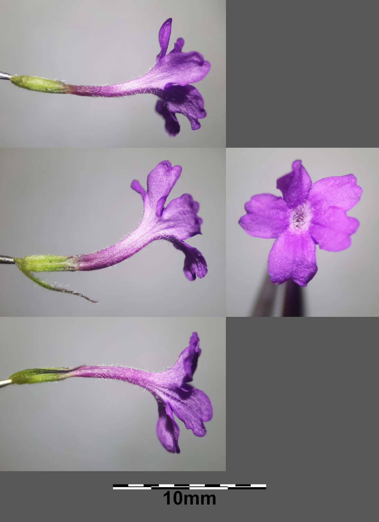 Sandpaper Verbena (Verbena Rigida) — it thrives in full sunshine and prefers well-draining soils; each measuring about a quarter-inch across