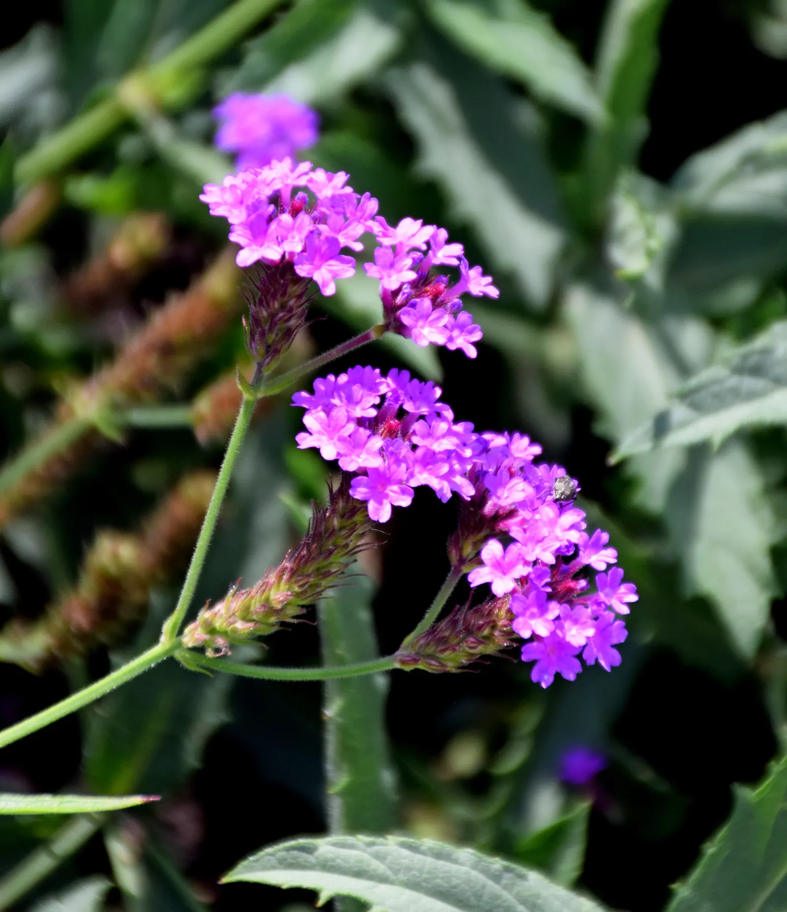 Sandpaper Verbena (Verbena Rigida) — it thrives in full sunshine and prefers well-draining soils