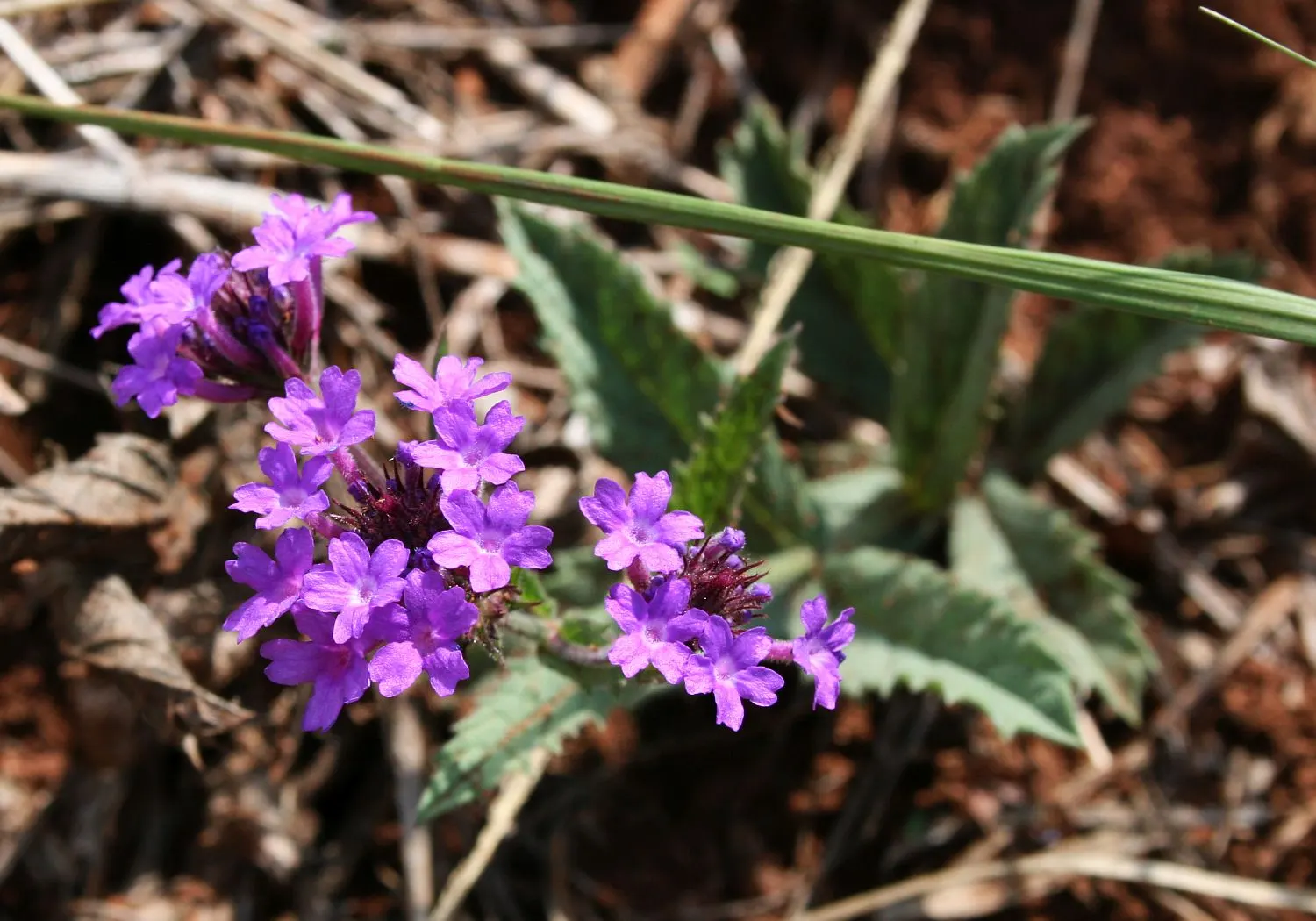 Sandpaper Verbena (Verbena Rigida) — while occasional trimming keeps the plant dense and compact