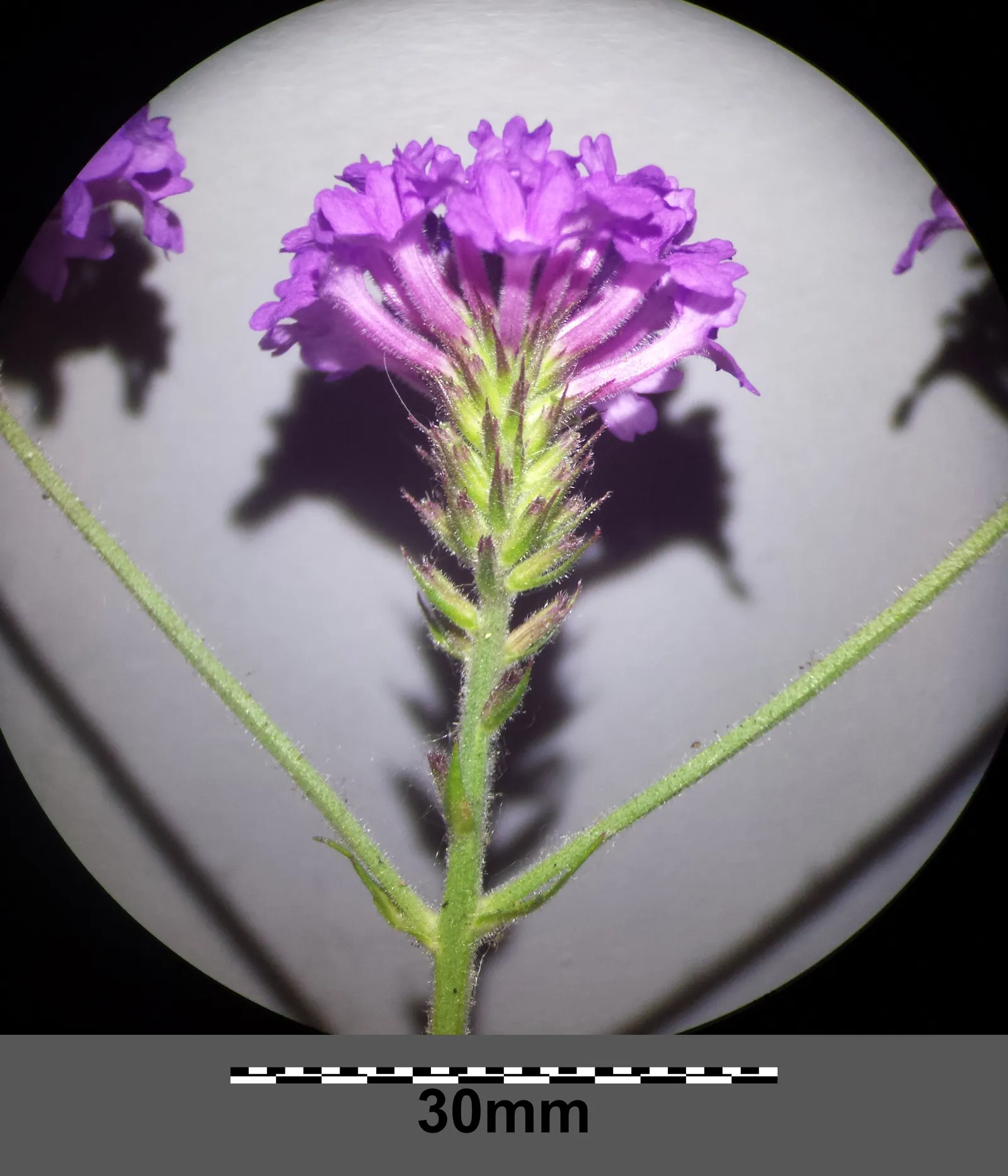 Sandpaper Verbena (Verbena Rigida) — ground cover / perennial for full or half