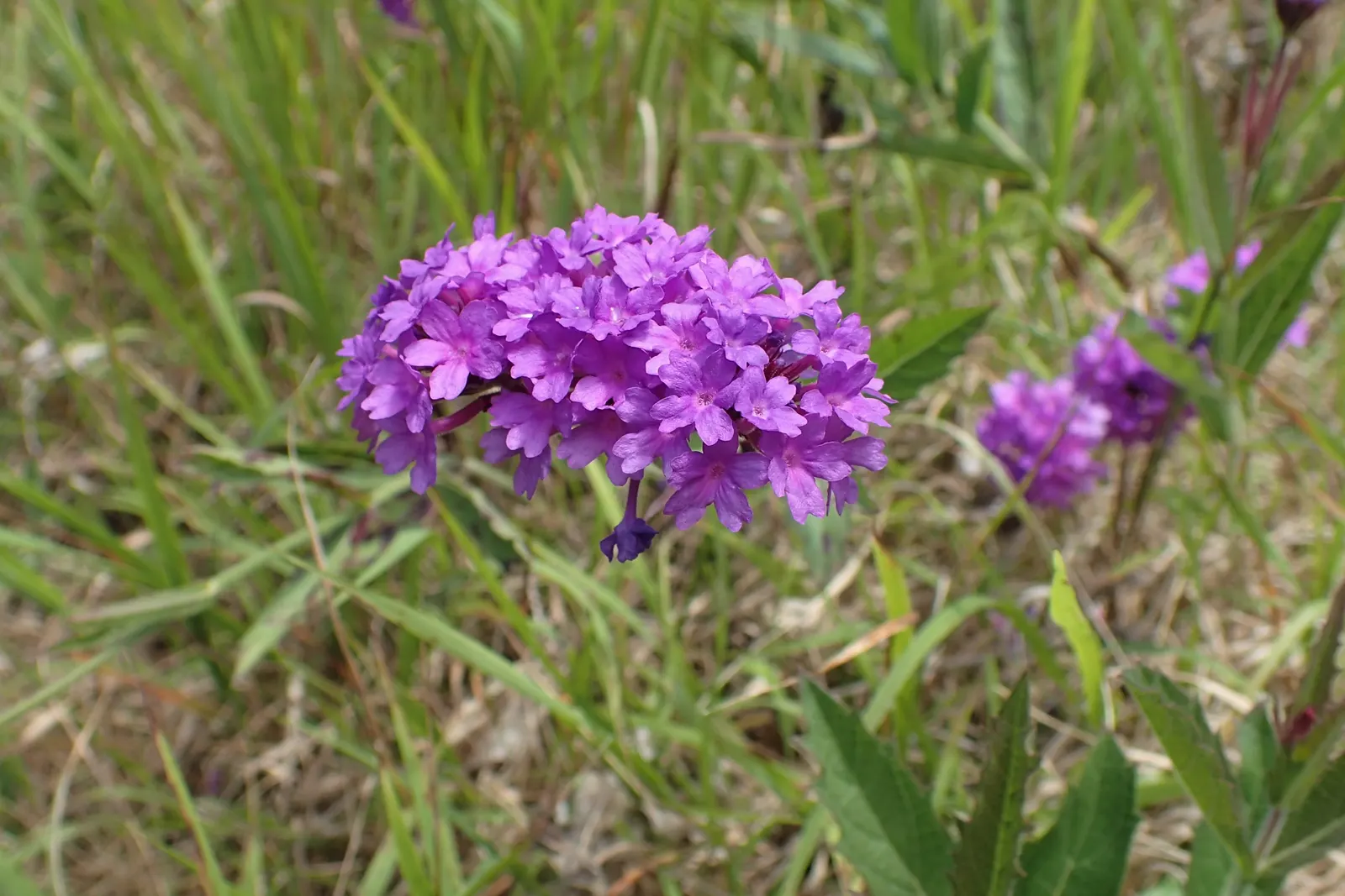Sandpaper Verbena (Verbena Rigida) — scientifically known as Verbena rigida