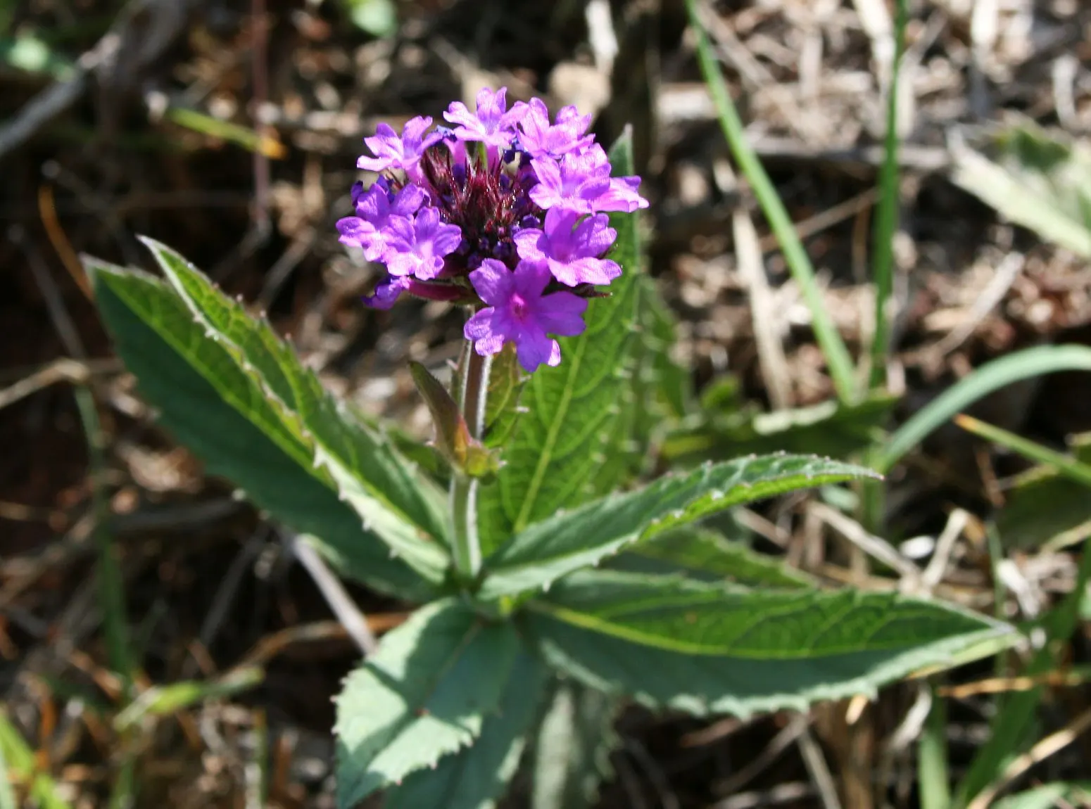 Sandpaper Verbena (Verbena Rigida) — making it an excellent choice for border fronts; while occasional trimming keeps the plant dense and compact