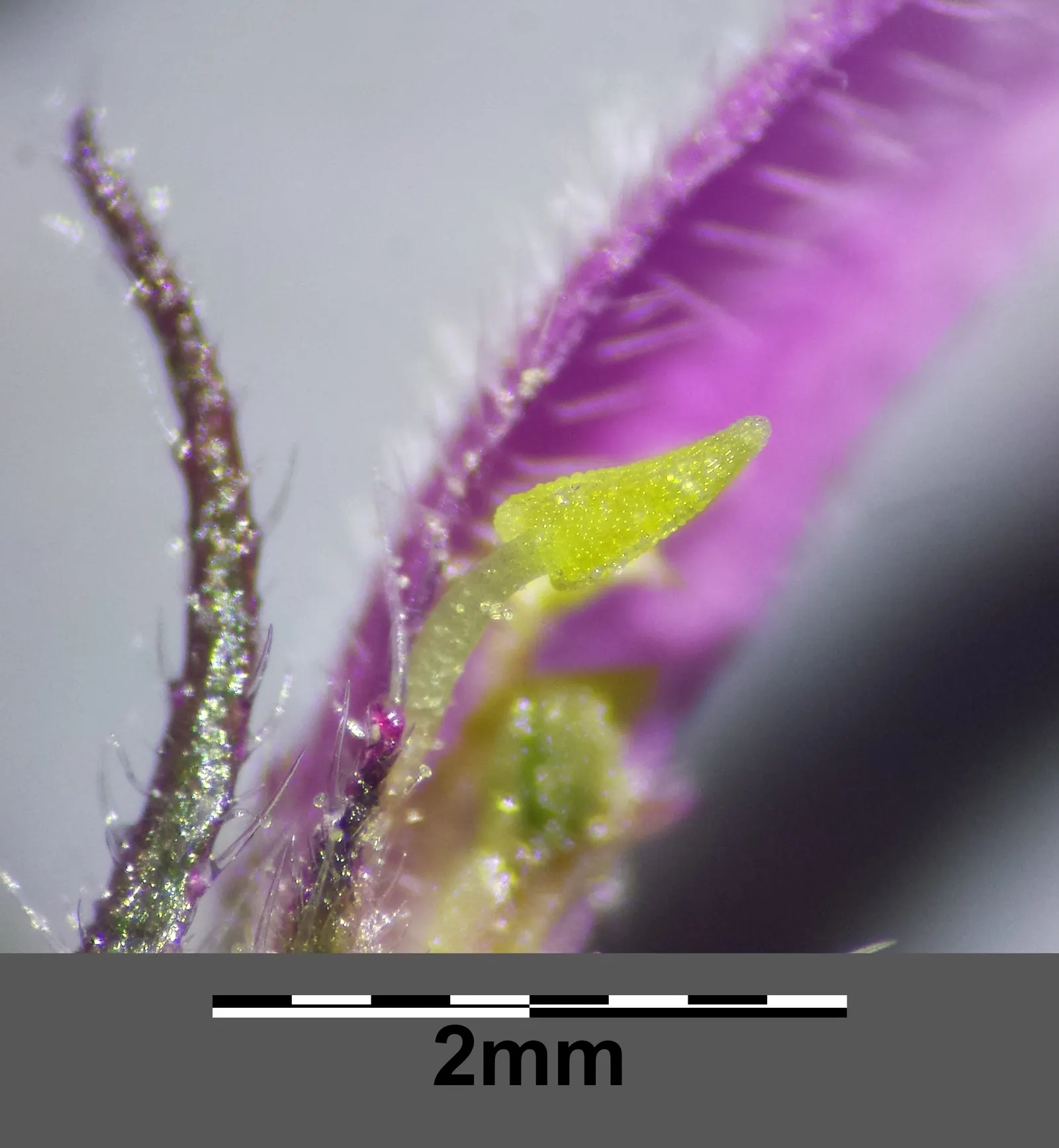 Sandpaper Verbena (Verbena Rigida) — adorned with vibrant purple blooms from summer to frost, image 25