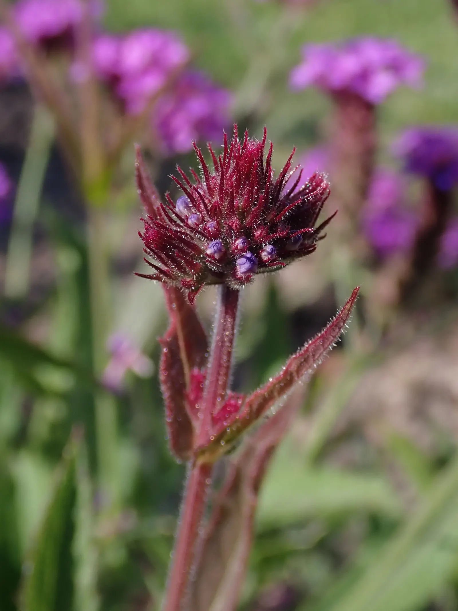 Sandpaper Verbena (Verbena Rigida) — scientifically known as Verbena rigida; each measuring about a quarter-inch across
