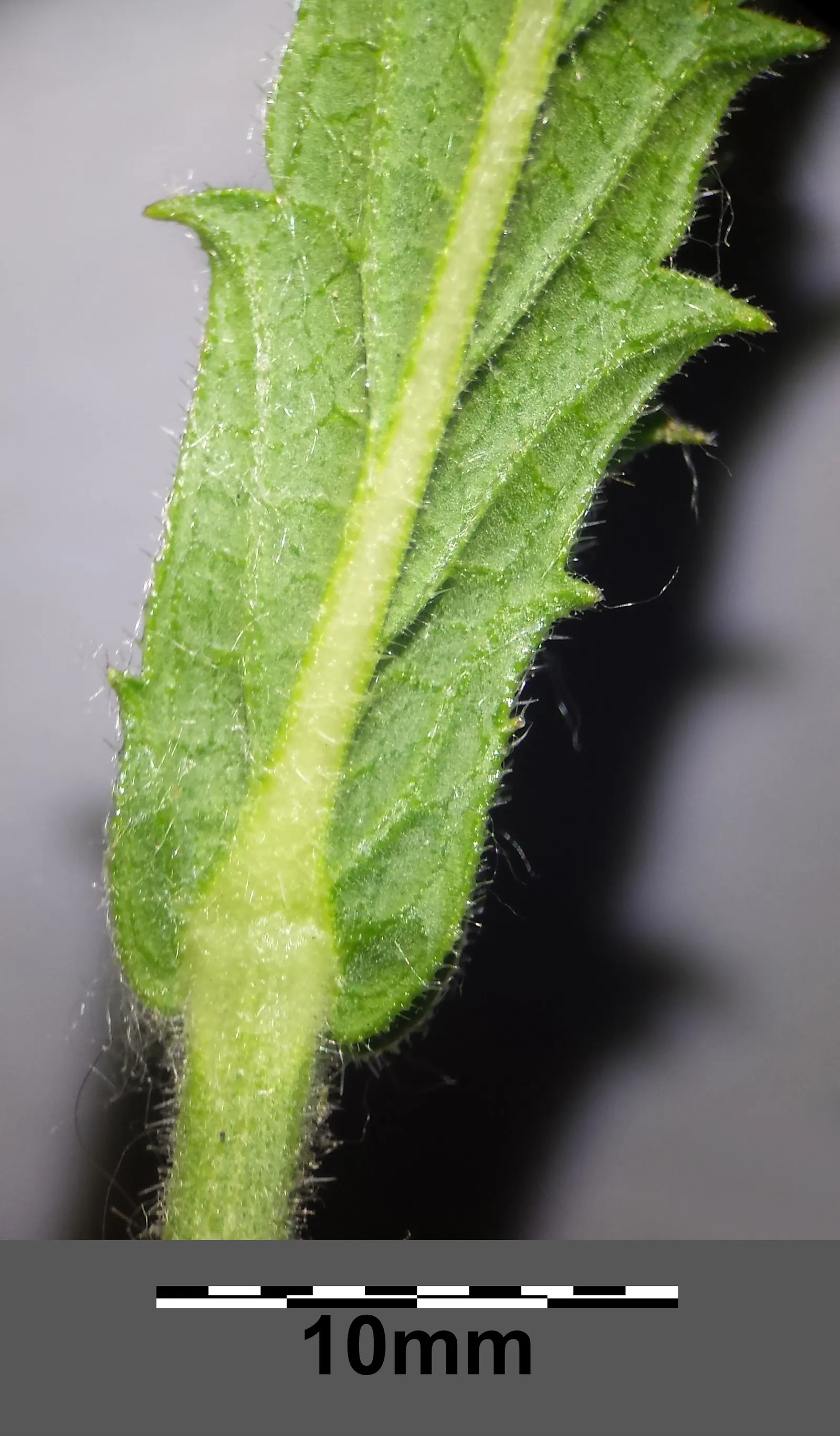 Sandpaper Verbena (Verbena Rigida) — lance-shaped leaves with a notably rough texture akin to sandpaper; while occasional trimming keeps the plant dense and
