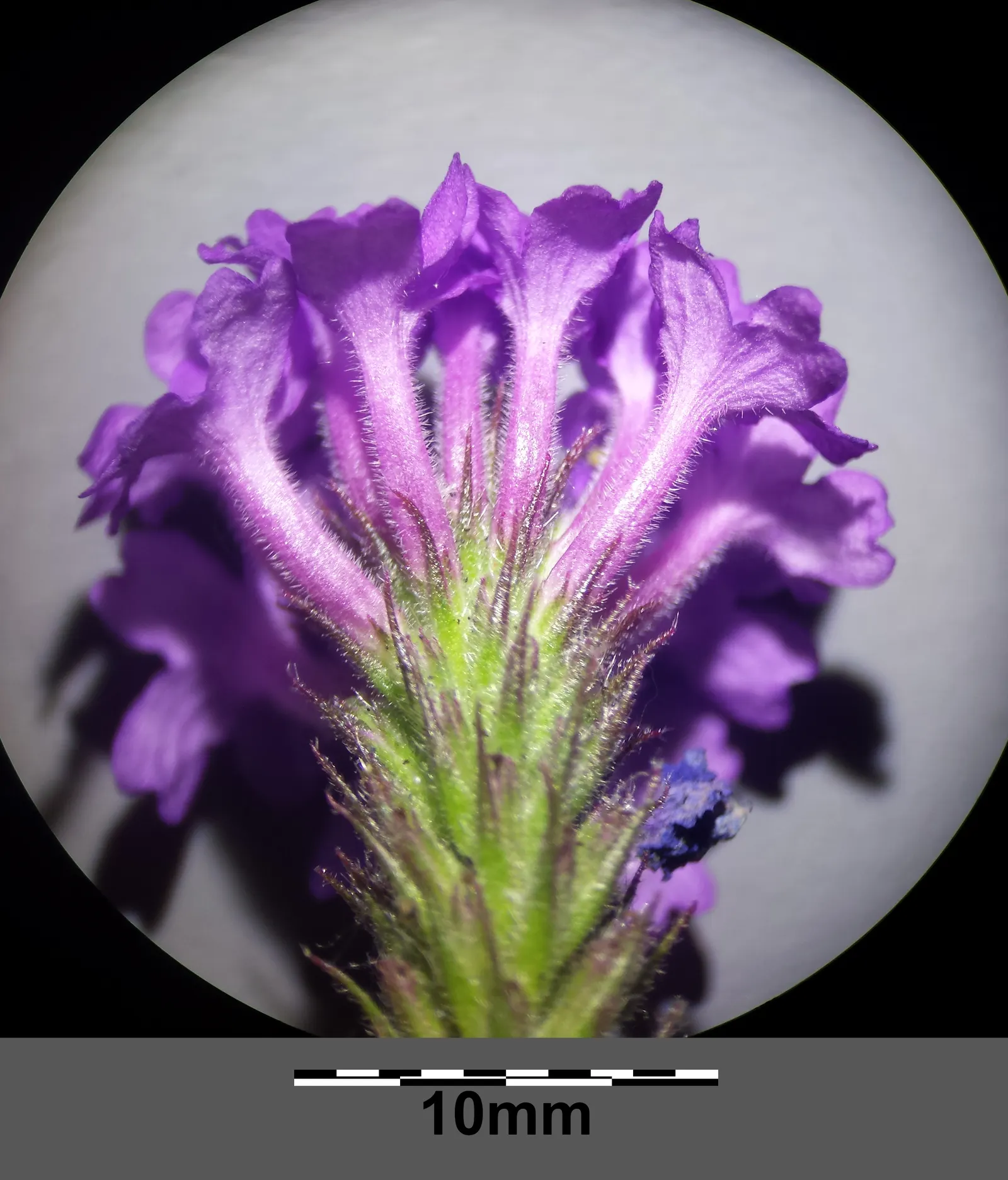 Sandpaper Verbena (Verbena Rigida) — Plant in well-draining soil for a splash of low-maintenance color in borders or rock gardens