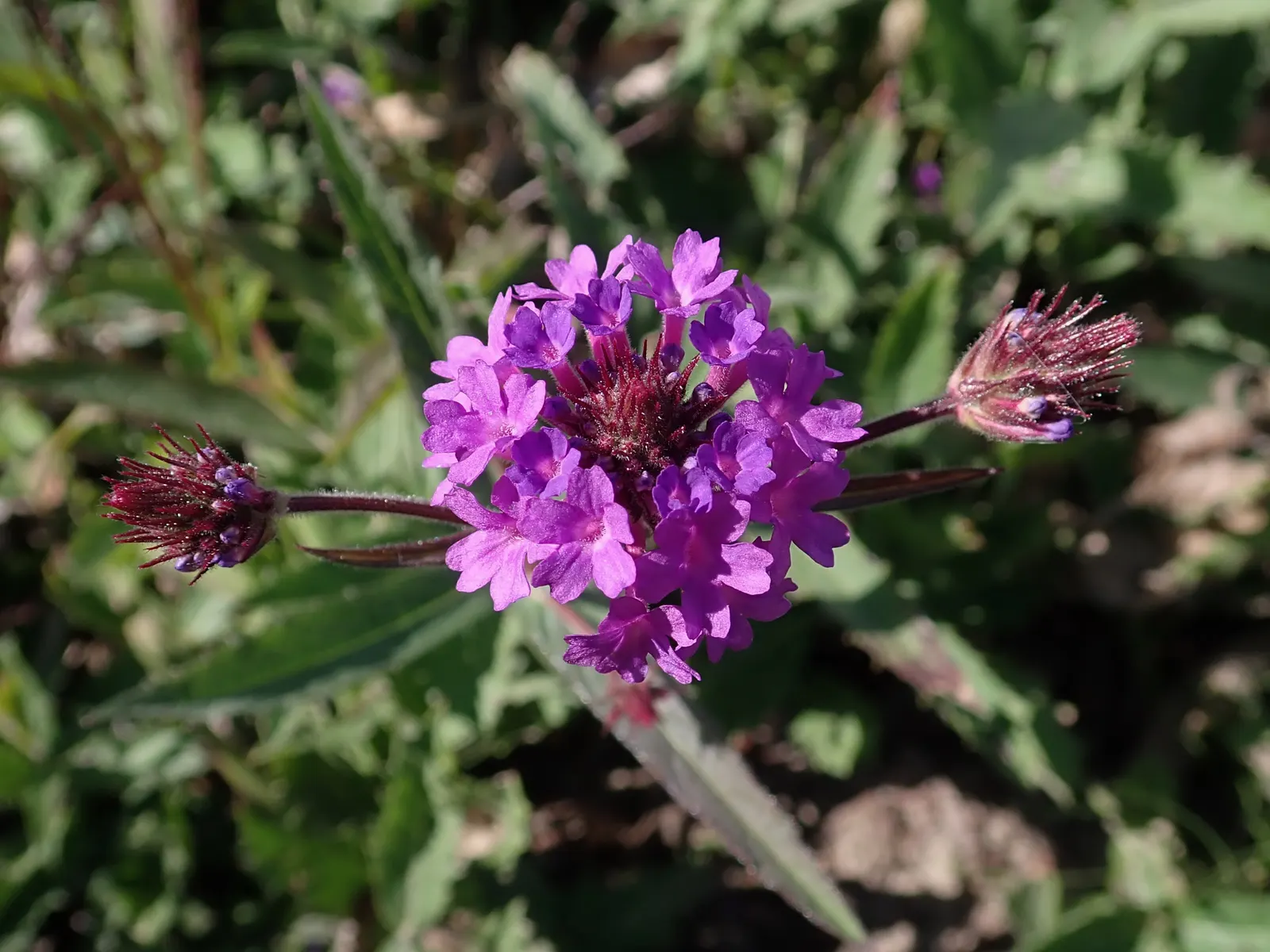 Sandpaper Verbena (Verbena Rigida) — adorned with vibrant purple blooms from summer to frost