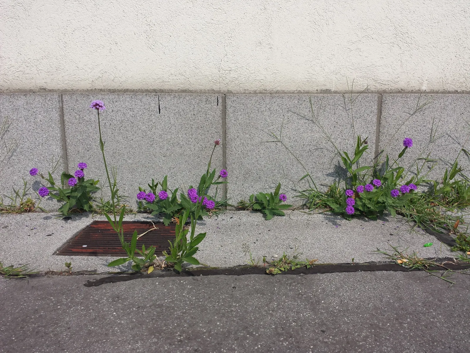 Sandpaper Verbena (Verbena Rigida) — adorned with vibrant purple blooms from summer to frost, image 46