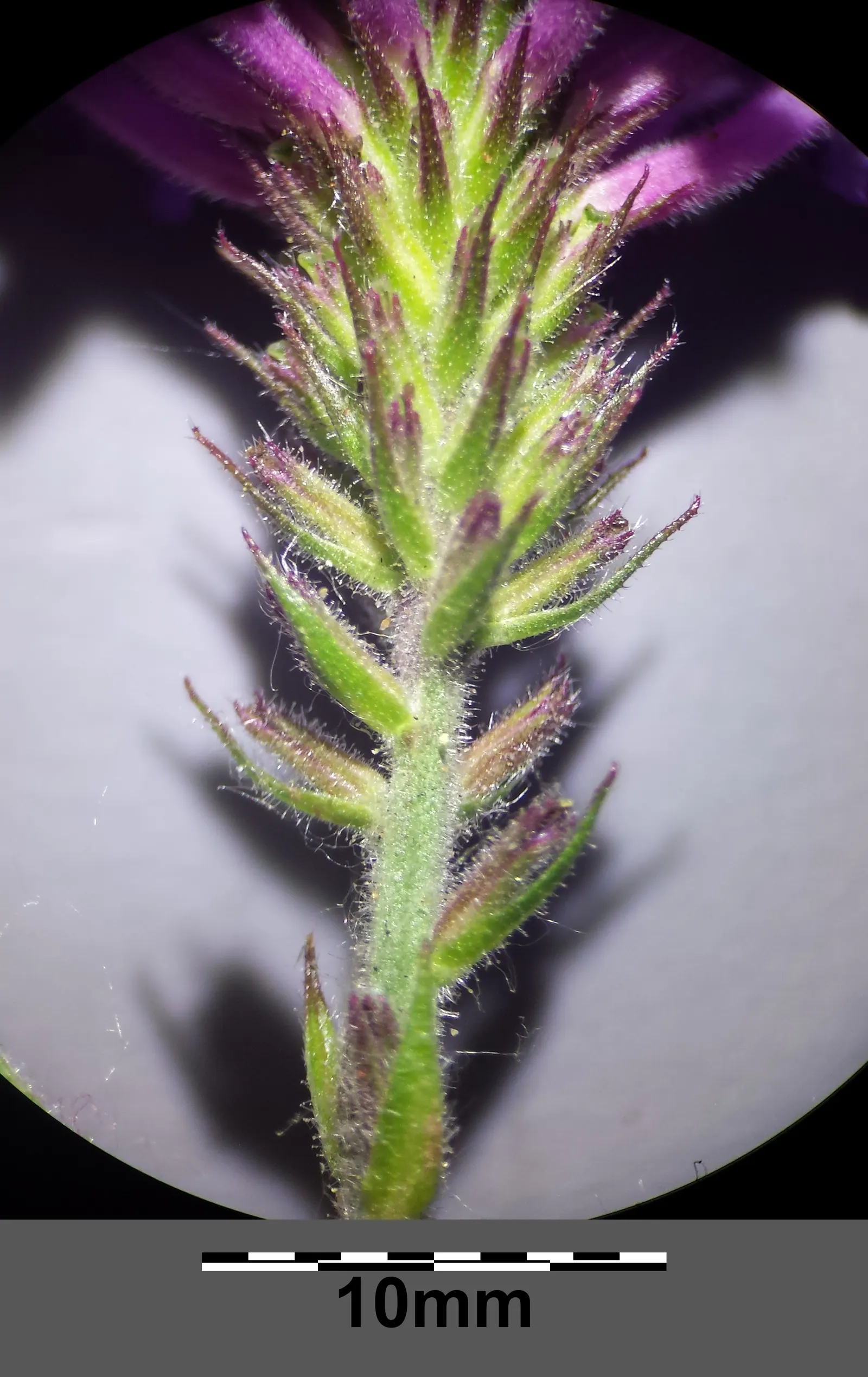 Sandpaper Verbena (Verbena Rigida) — while occasional trimming keeps the plant dense and compact, image 39