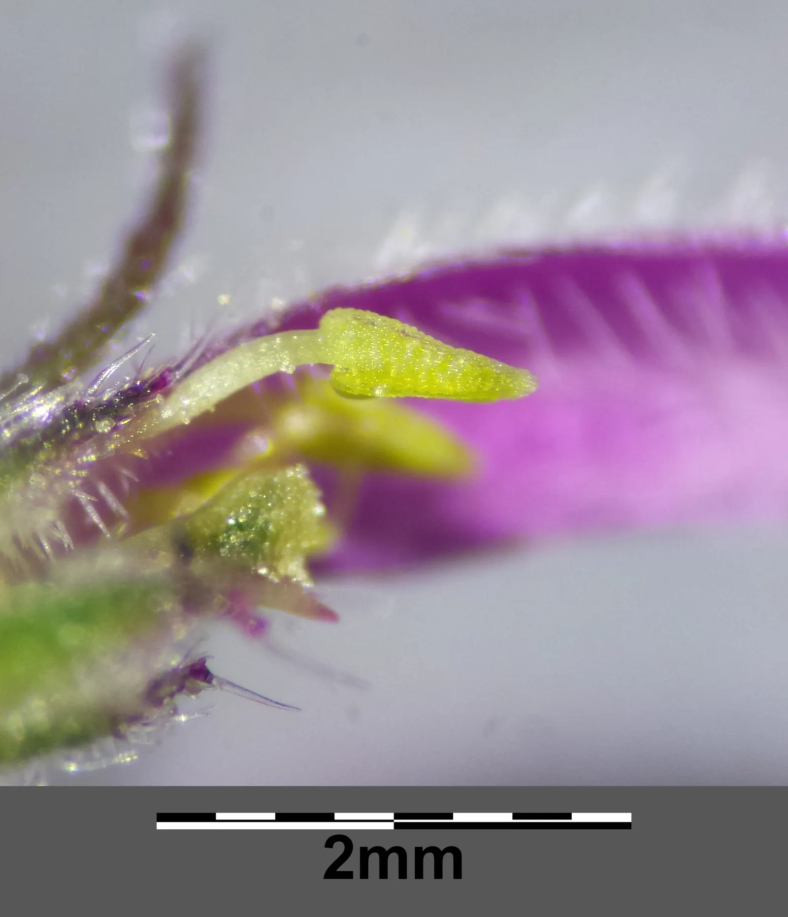 Sandpaper Verbena (Verbena Rigida) — Sandpaper Verbena (Verbena rigida) is a resilient perennial, thriving in zones 7-11