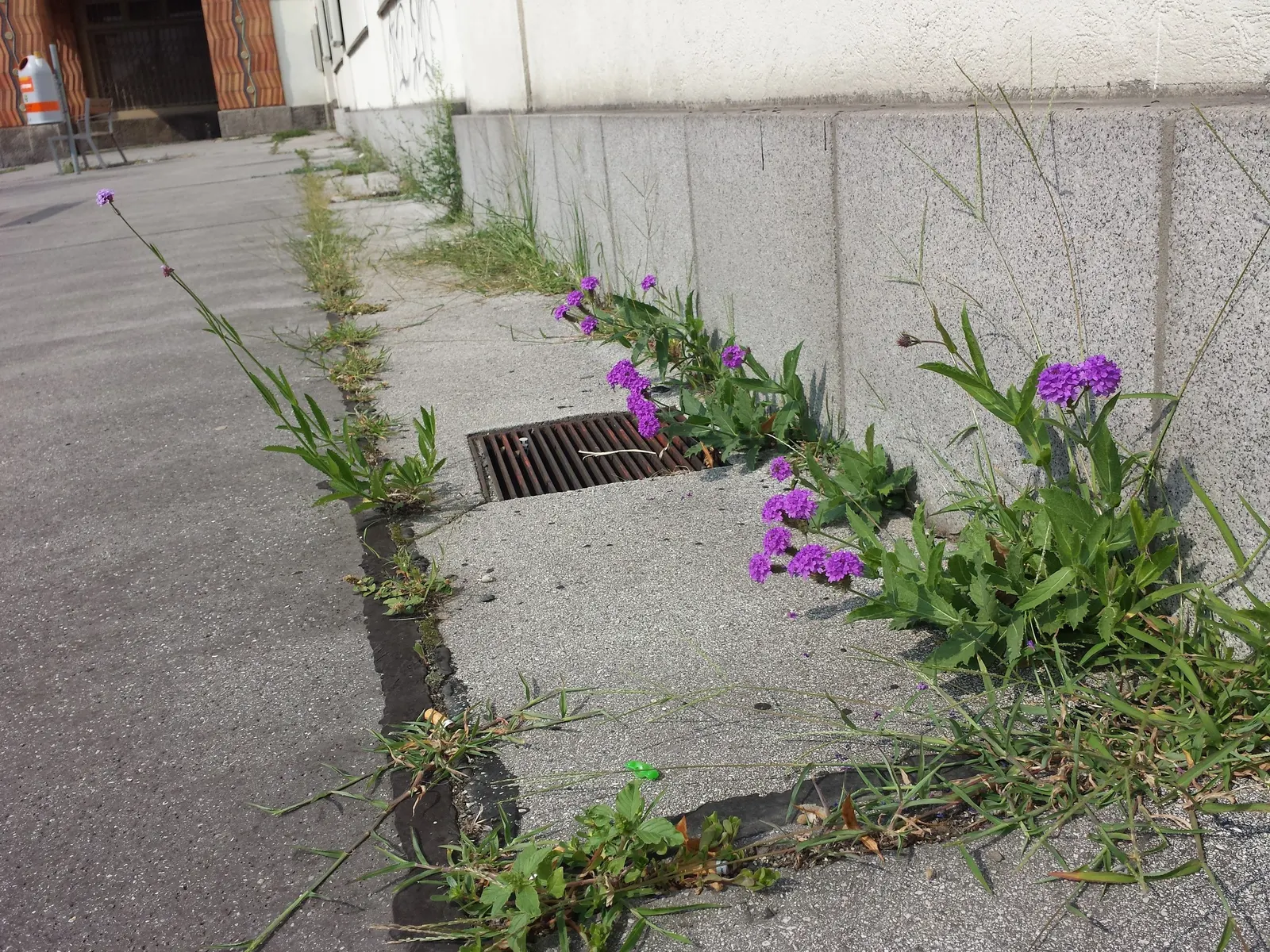 Sandpaper Verbena (Verbena Rigida) — ground cover / perennial with purple blooms; each measuring about a quarter-inch across