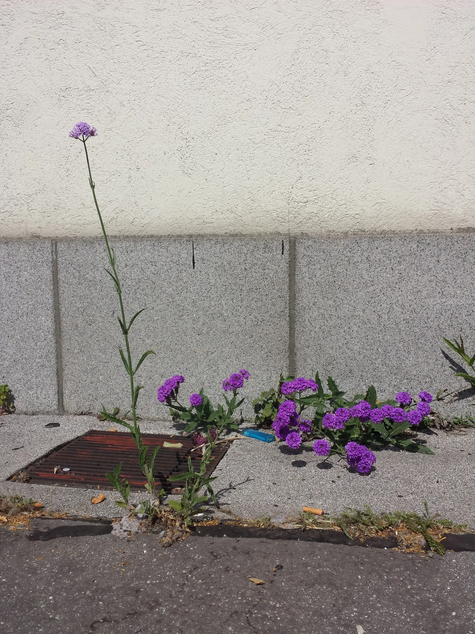 Sandpaper Verbena (Verbena Rigida) — With a growth zone range from USDA hardiness zones 7 to 11