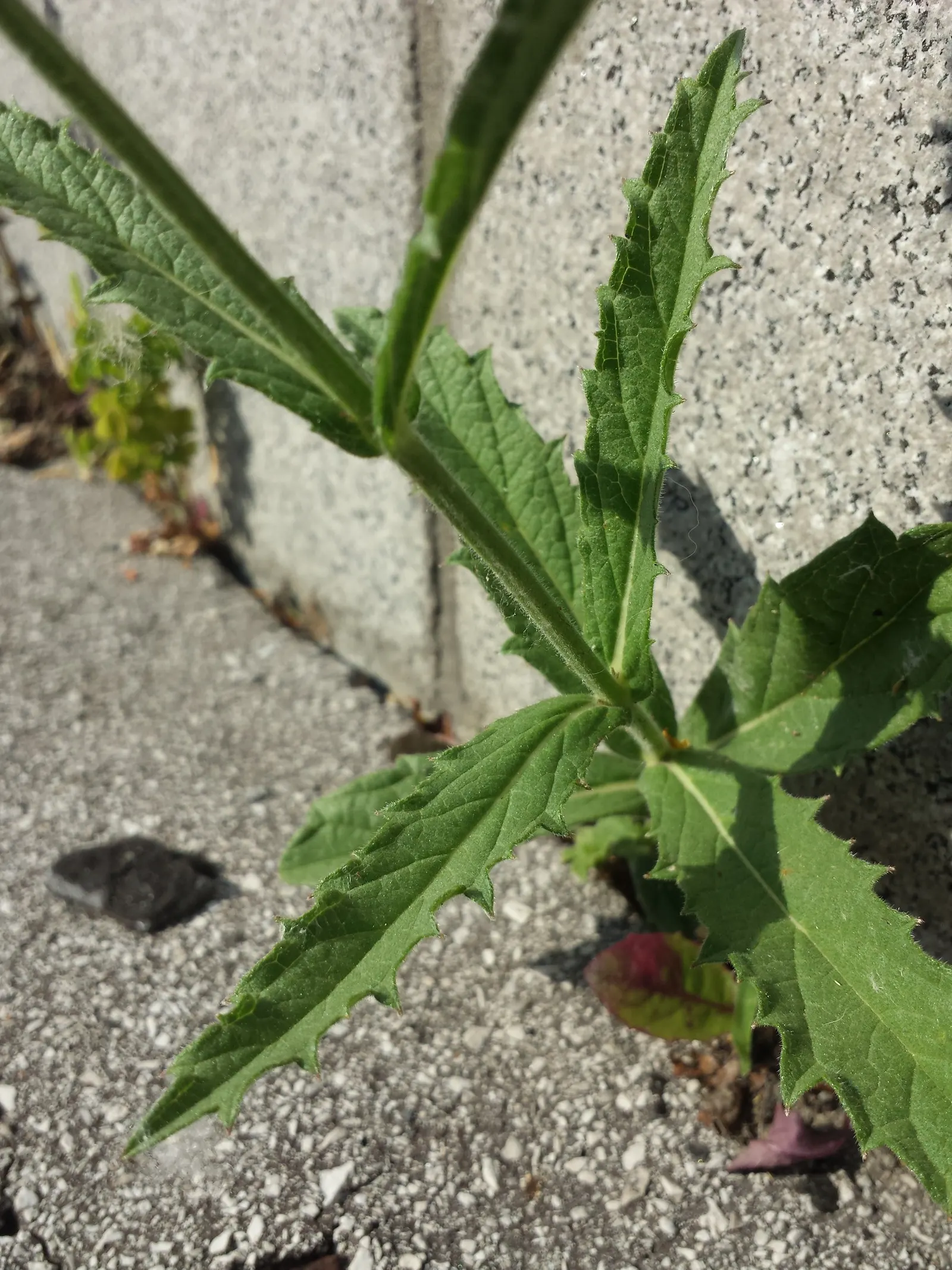 Sandpaper Verbena (Verbena Rigida) — being quite tolerant of drought conditions once established