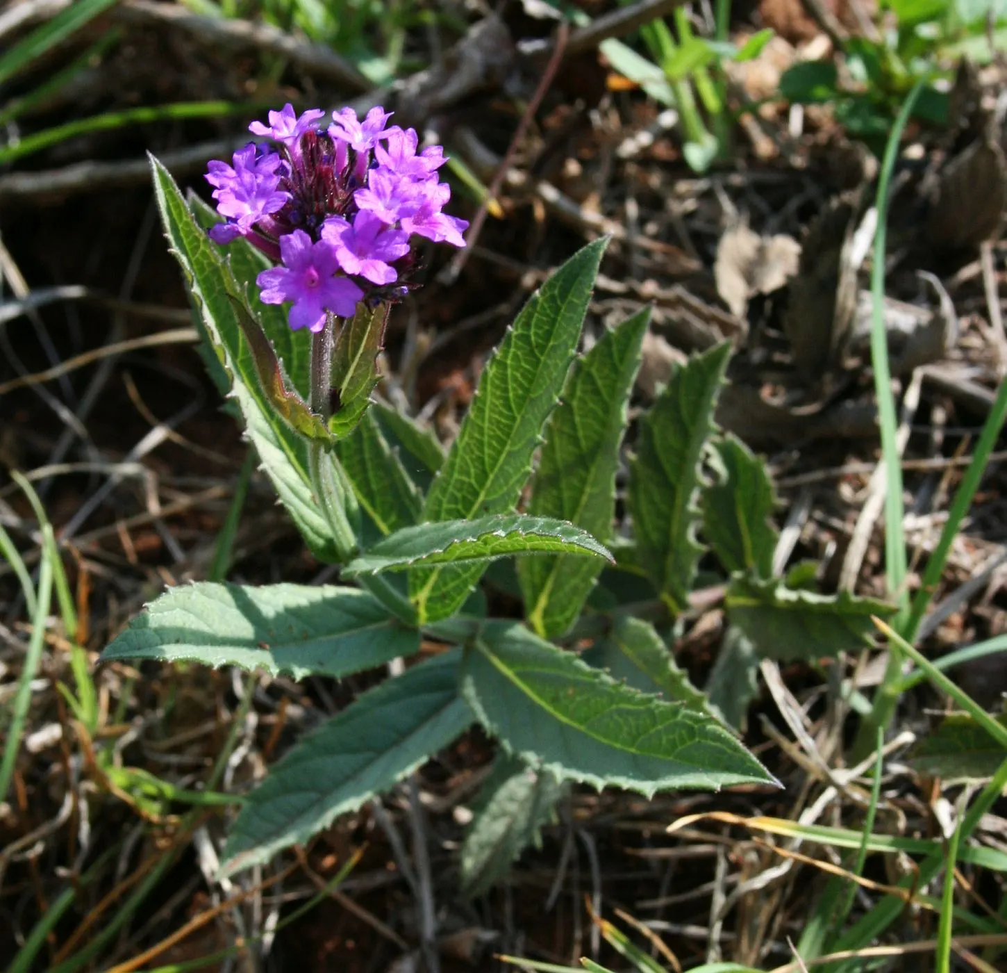 Sandpaper Verbena (Verbena Rigida) — or as a carefree component in a mixed bed; adorned with vibrant purple blooms from summer to frost