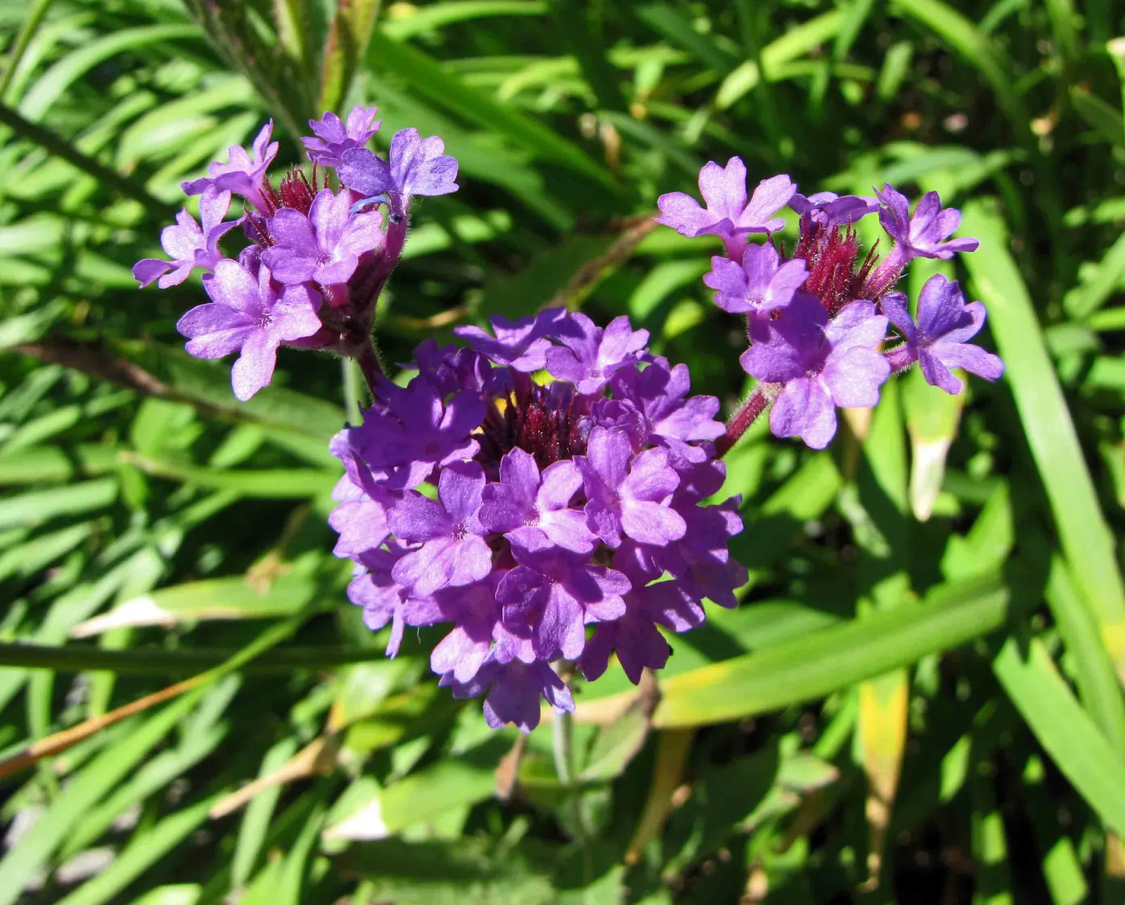 Sandpaper Verbena (Verbena Rigida) — ground cover / perennial with purple blooms