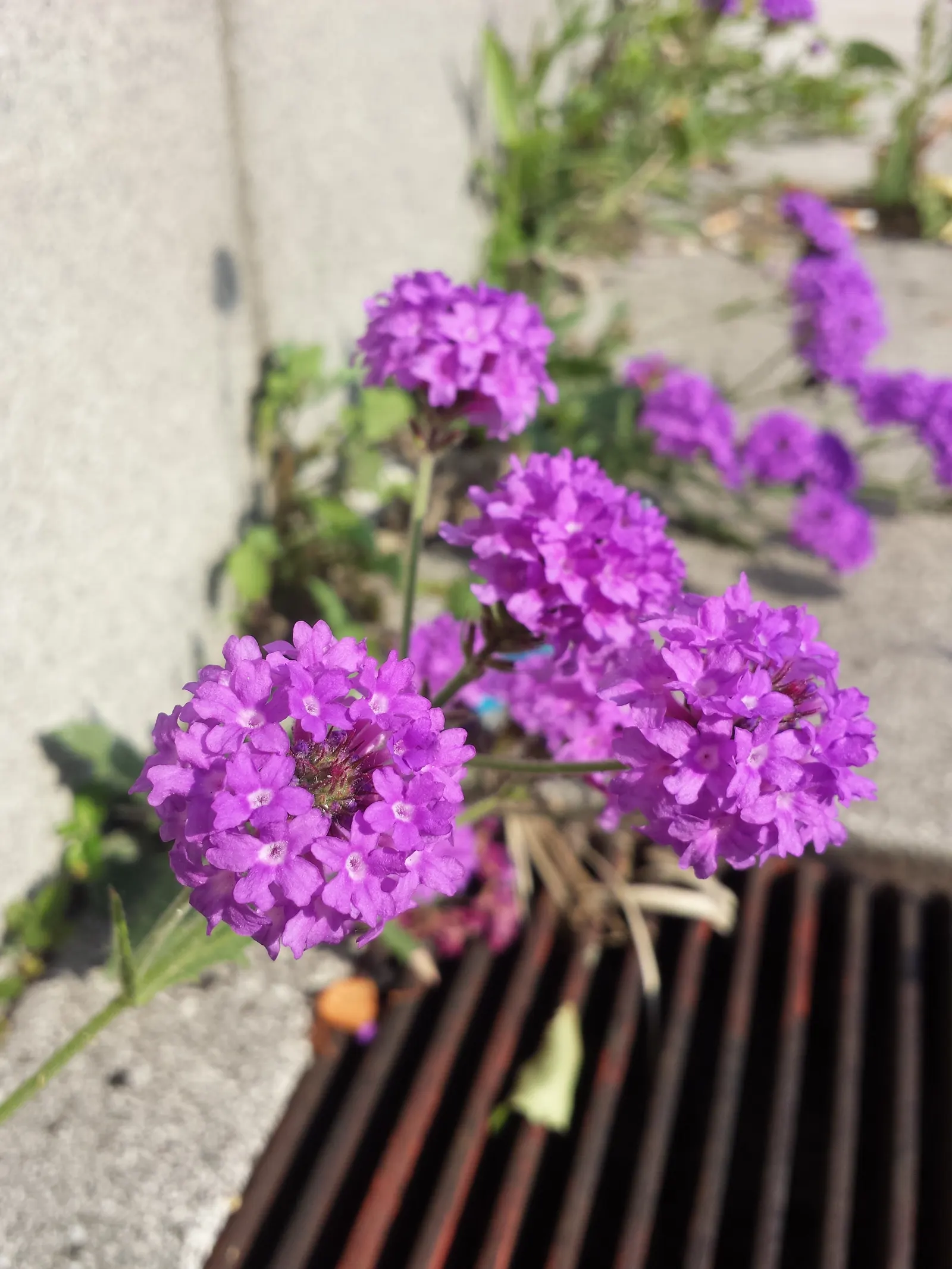 Sandpaper Verbena (Verbena Rigida) — purple flowers in the garden