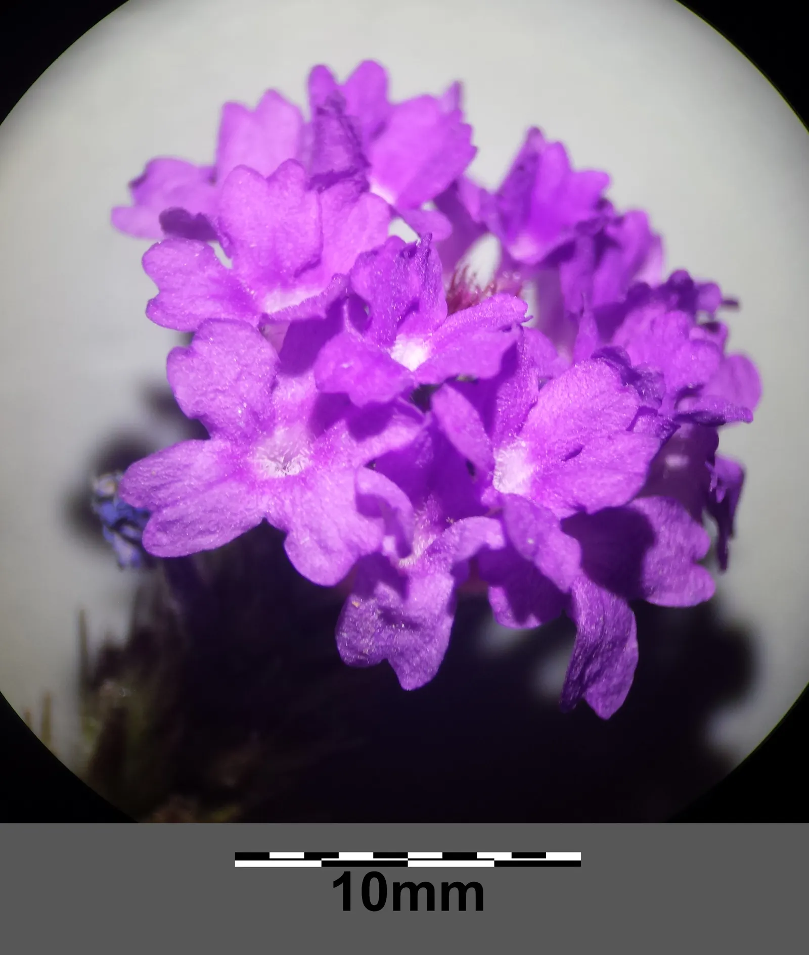 Sandpaper Verbena (Verbena Rigida) — up to 18 inches tall and 24 inches wide; while occasional trimming keeps the plant dense and compact, image 45