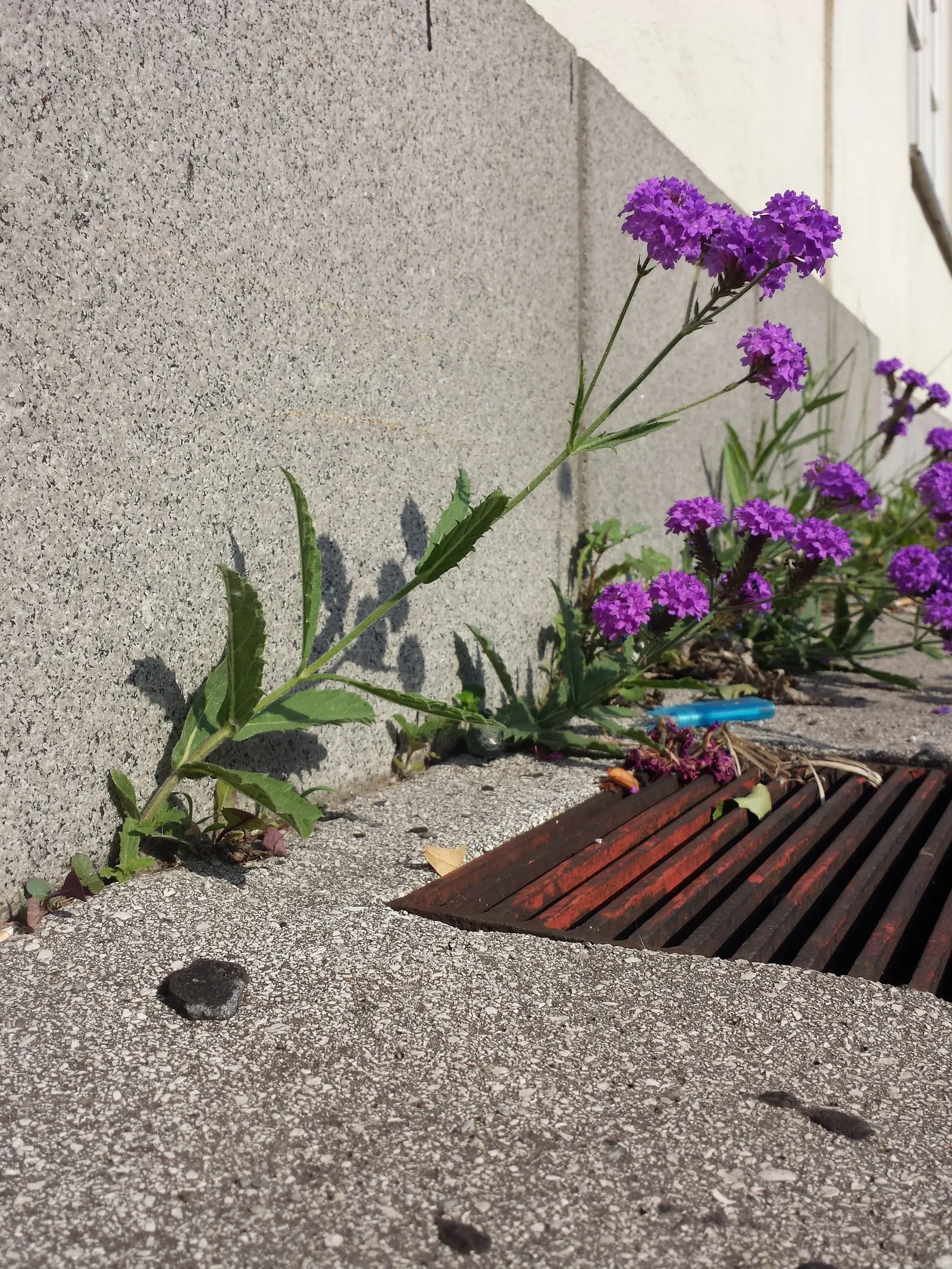 Sandpaper Verbena (Verbena Rigida) — ground cover / perennial for full or half; while occasional trimming keeps the plant dense and compact